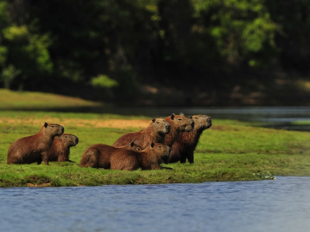 Brazilië Pantanal capibara