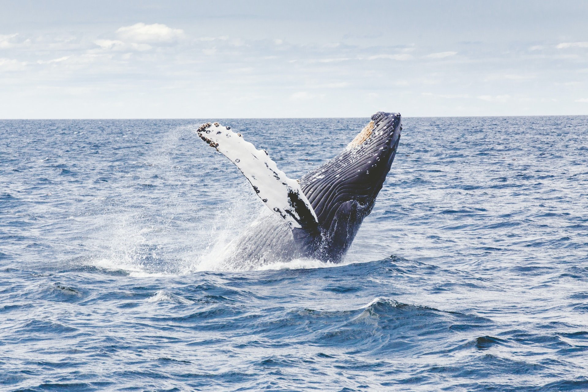 alaska walvis whale