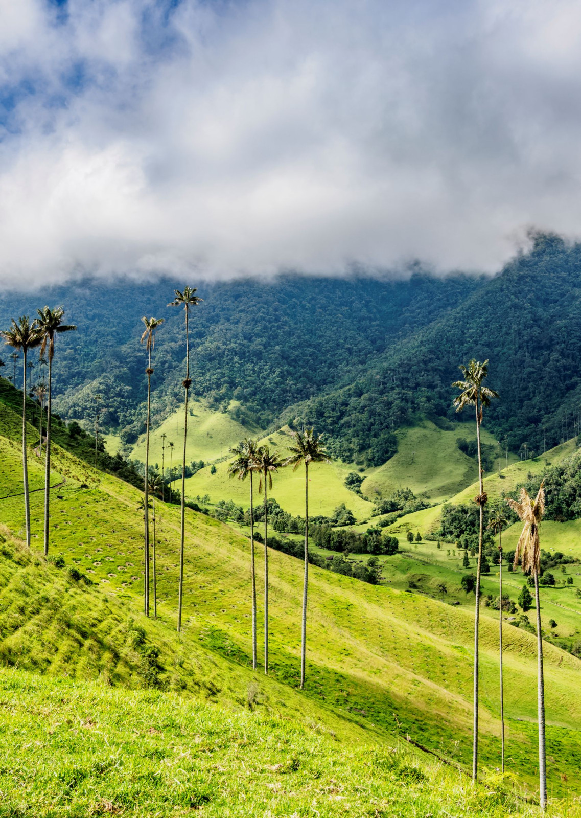 Colombia Cocora Valley palmbomen