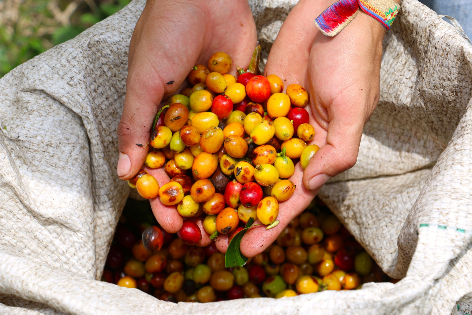 Colombia koffieregio