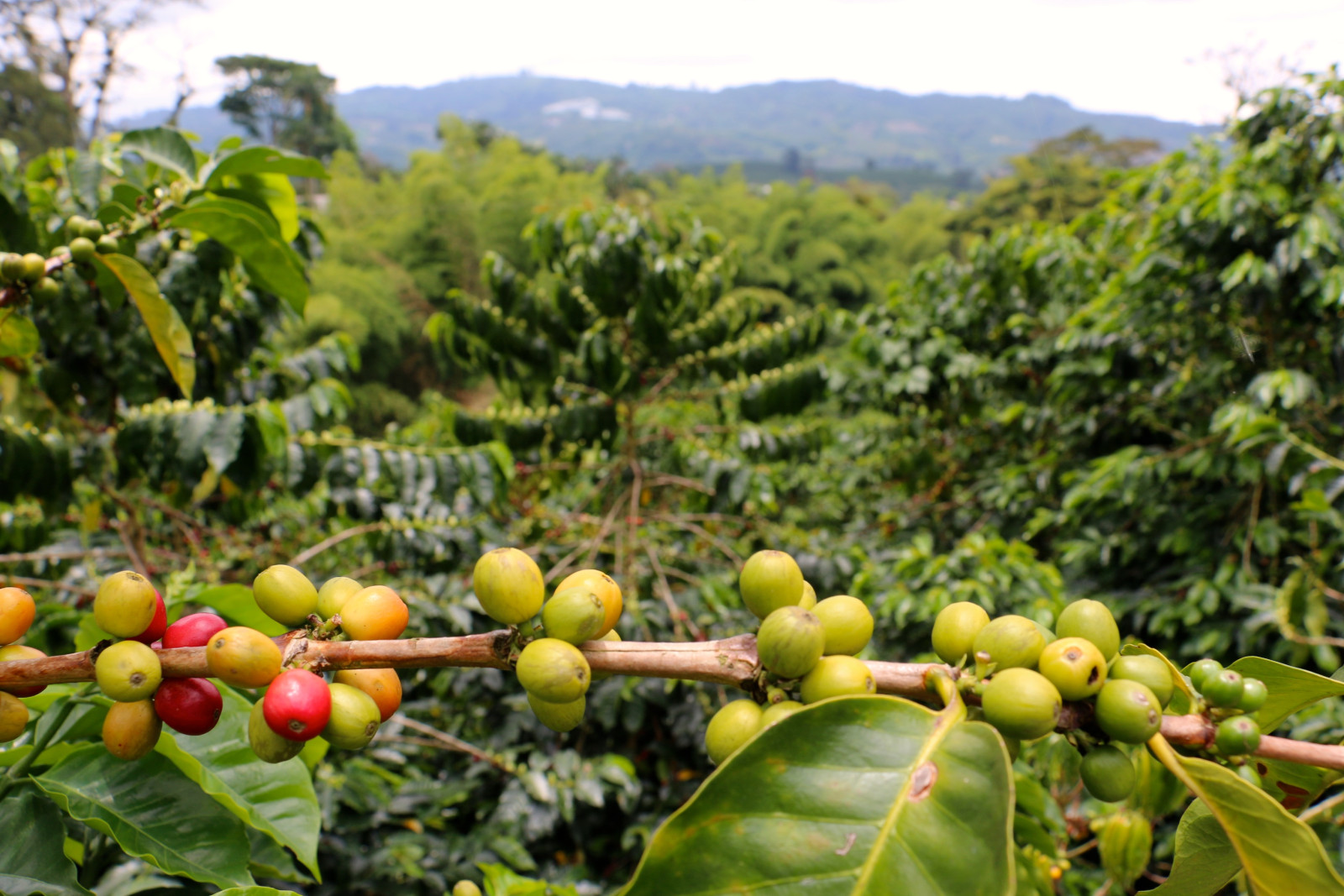 Colombia koffieregio