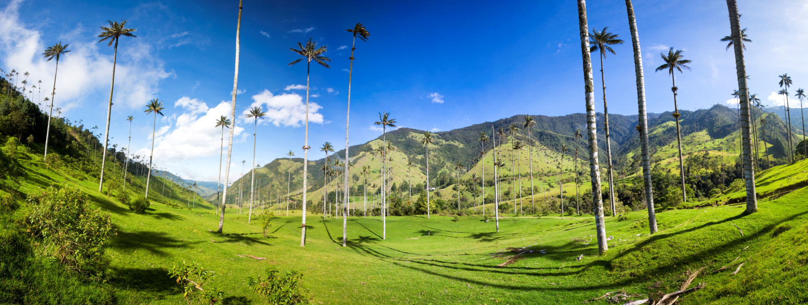 Colombia Cocora Valley palmbomen nabij Salento