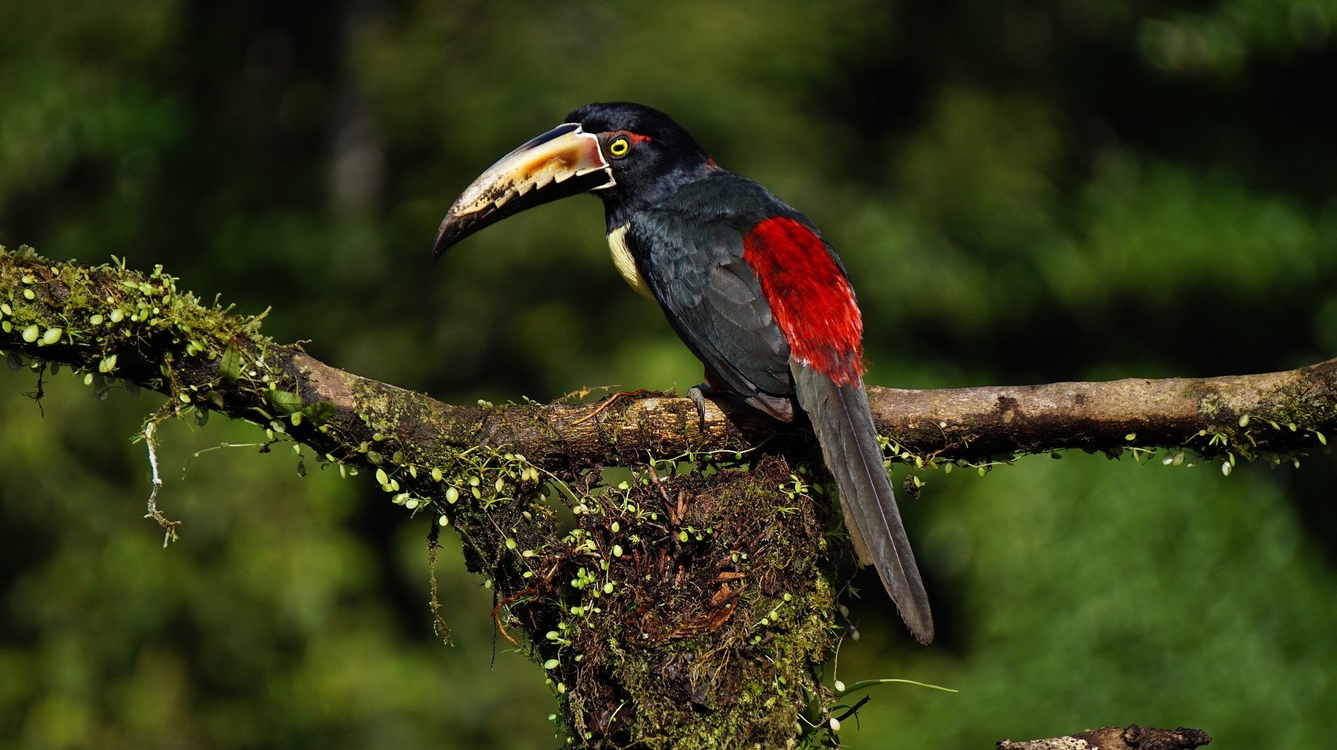 Het andere Costa Rica - Vogel