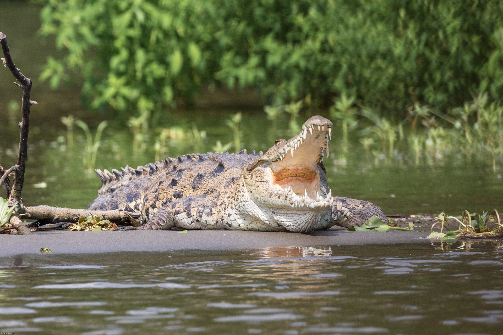 Costa Rica krokodil crocodile
