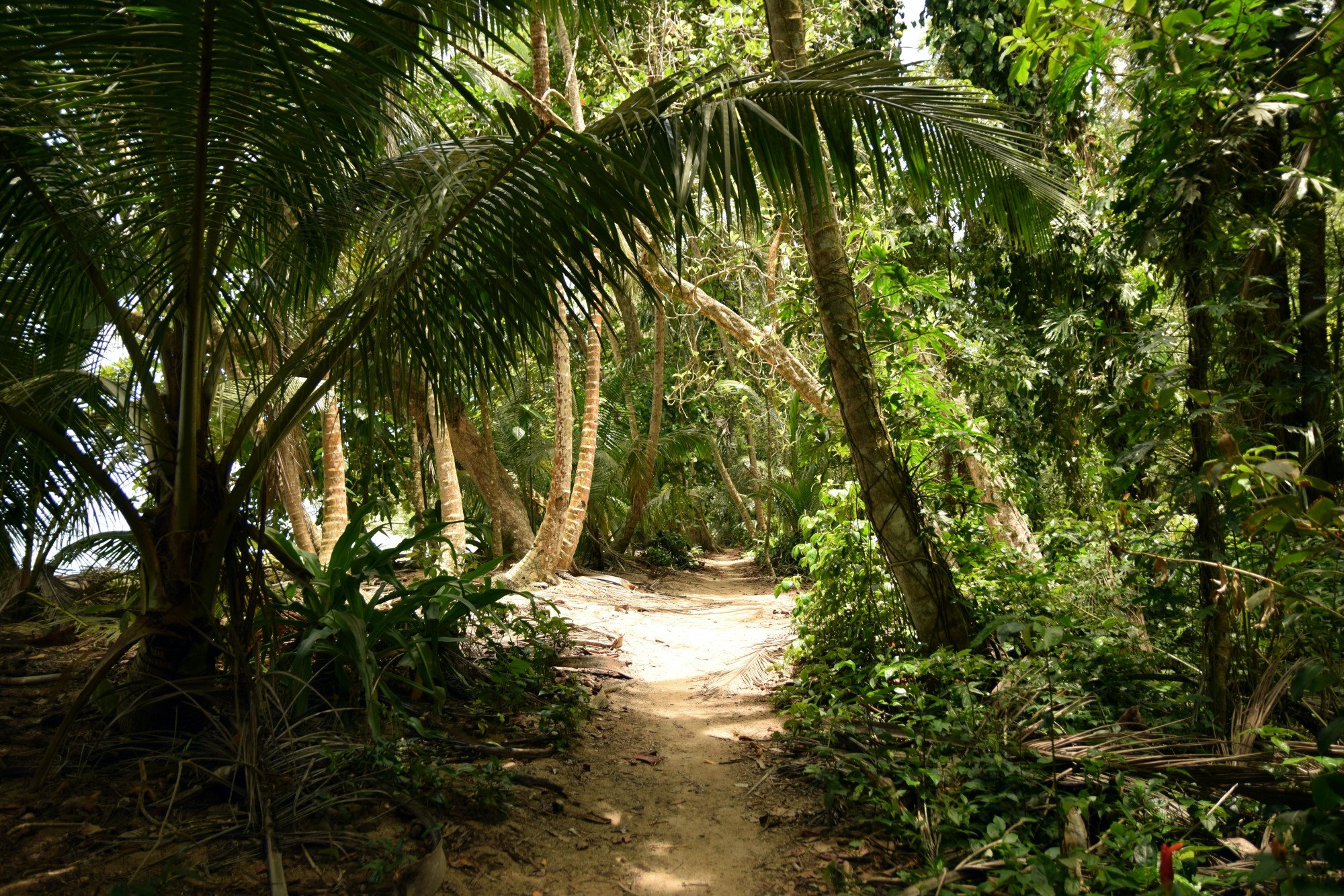 Costa Rica oerwoud bos palmbomen