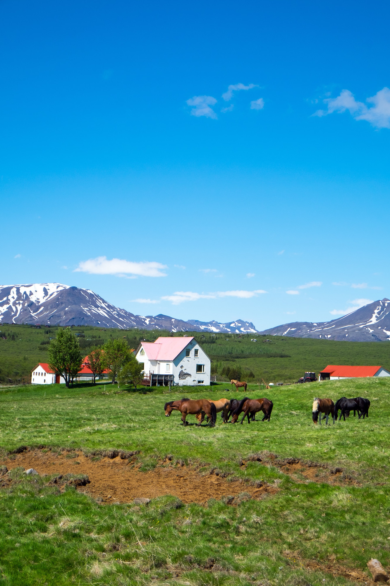 IJsland boerderij paarden bergen