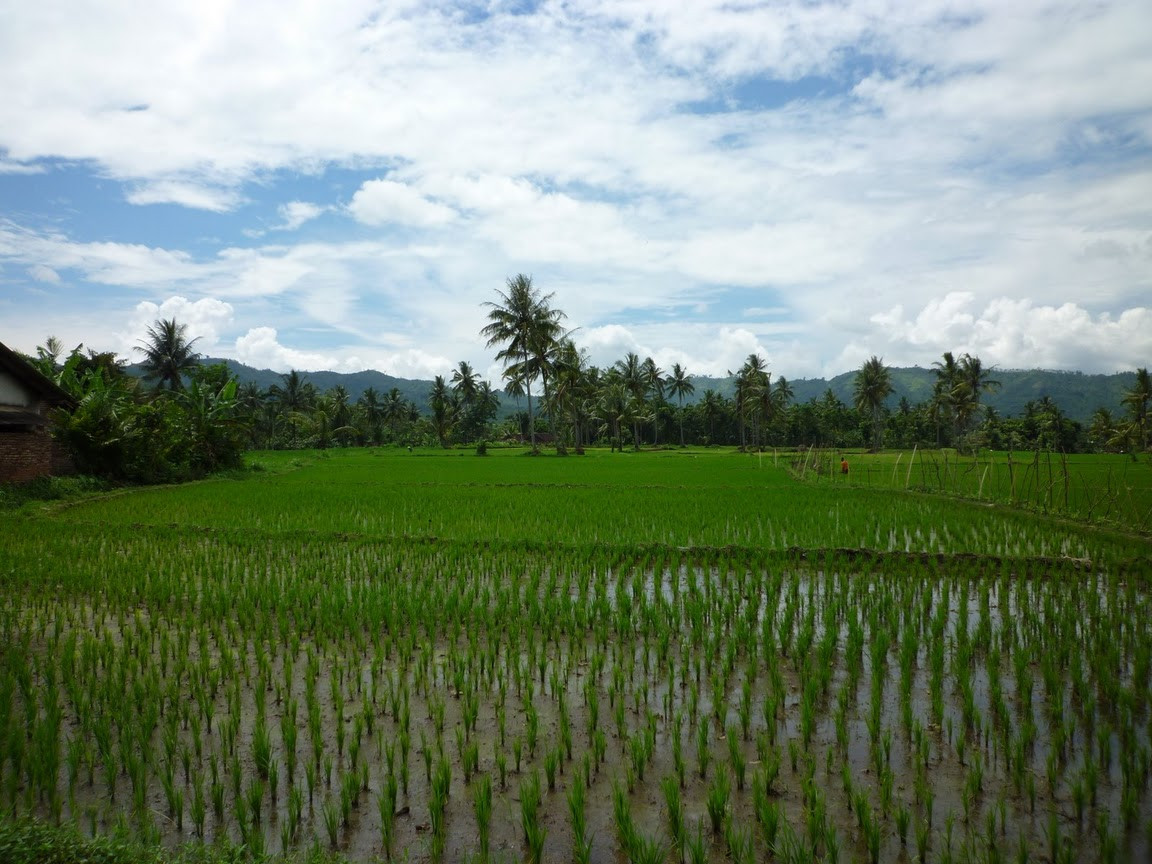 Indonesië Java plantage Kalibaru