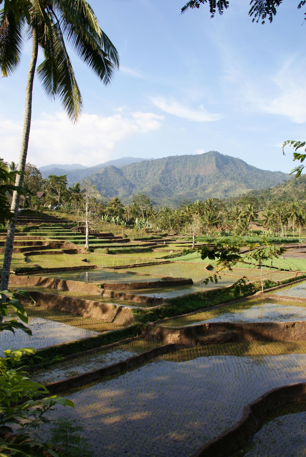 Indonesië rijstvelden