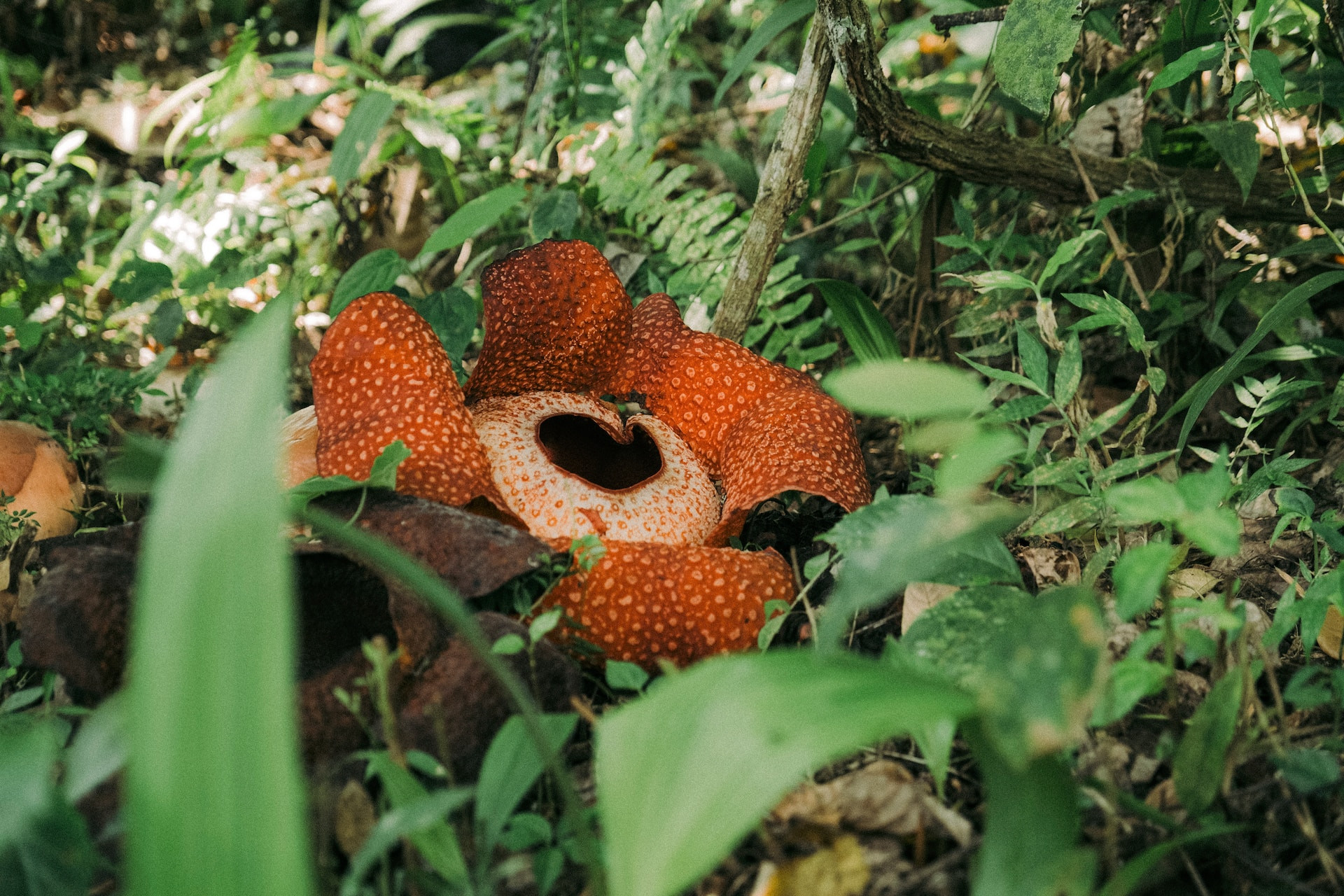 Rafflesia bloem sumatra
