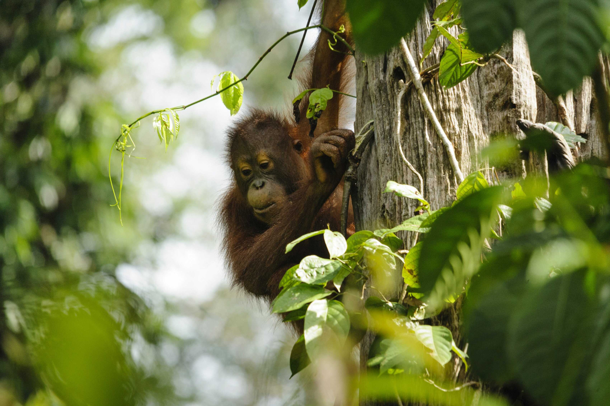 Sumatra Orang oetan in de bomen indonesie
