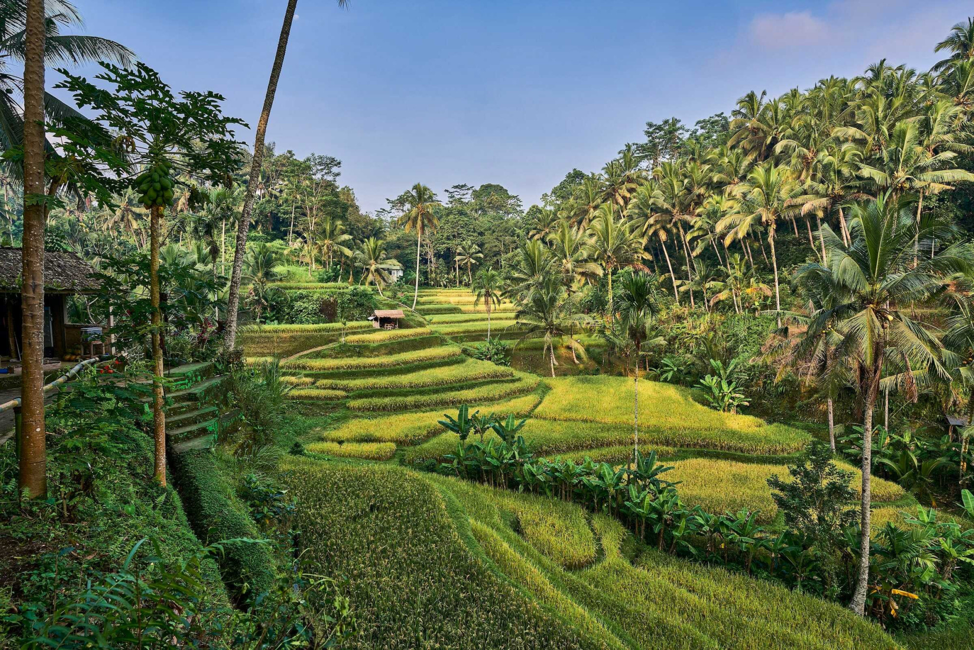 Boeiend Bali Jatiluwih rice fields indonesie