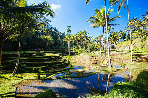 Ubud - Paradijselijk Bali
