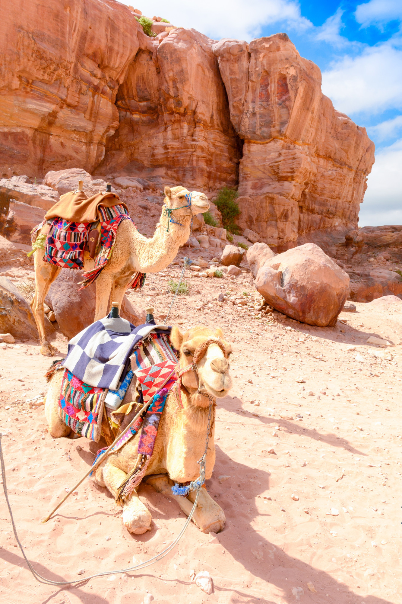 Jordanie Wadi Rum kamelen