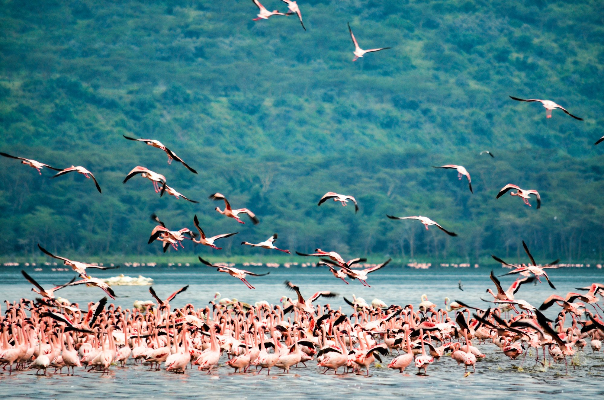 Lake Nakuru - Kenia - Flamingo's