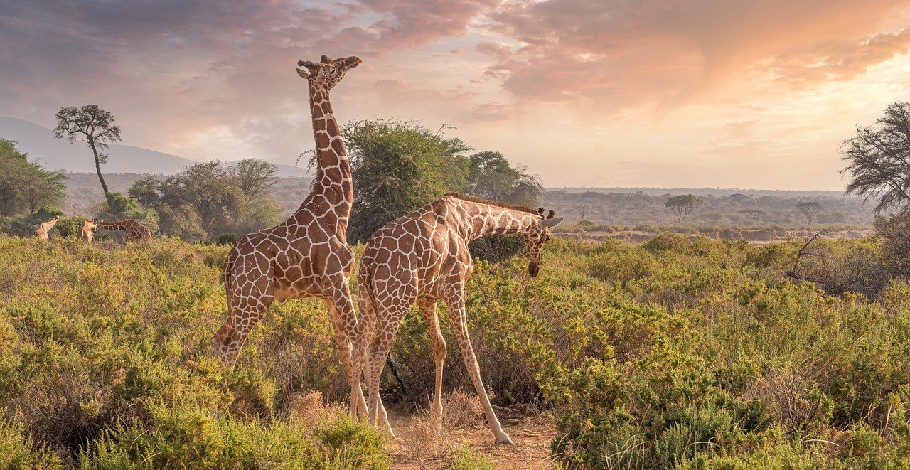 Samburu - Kenia - Giraffen