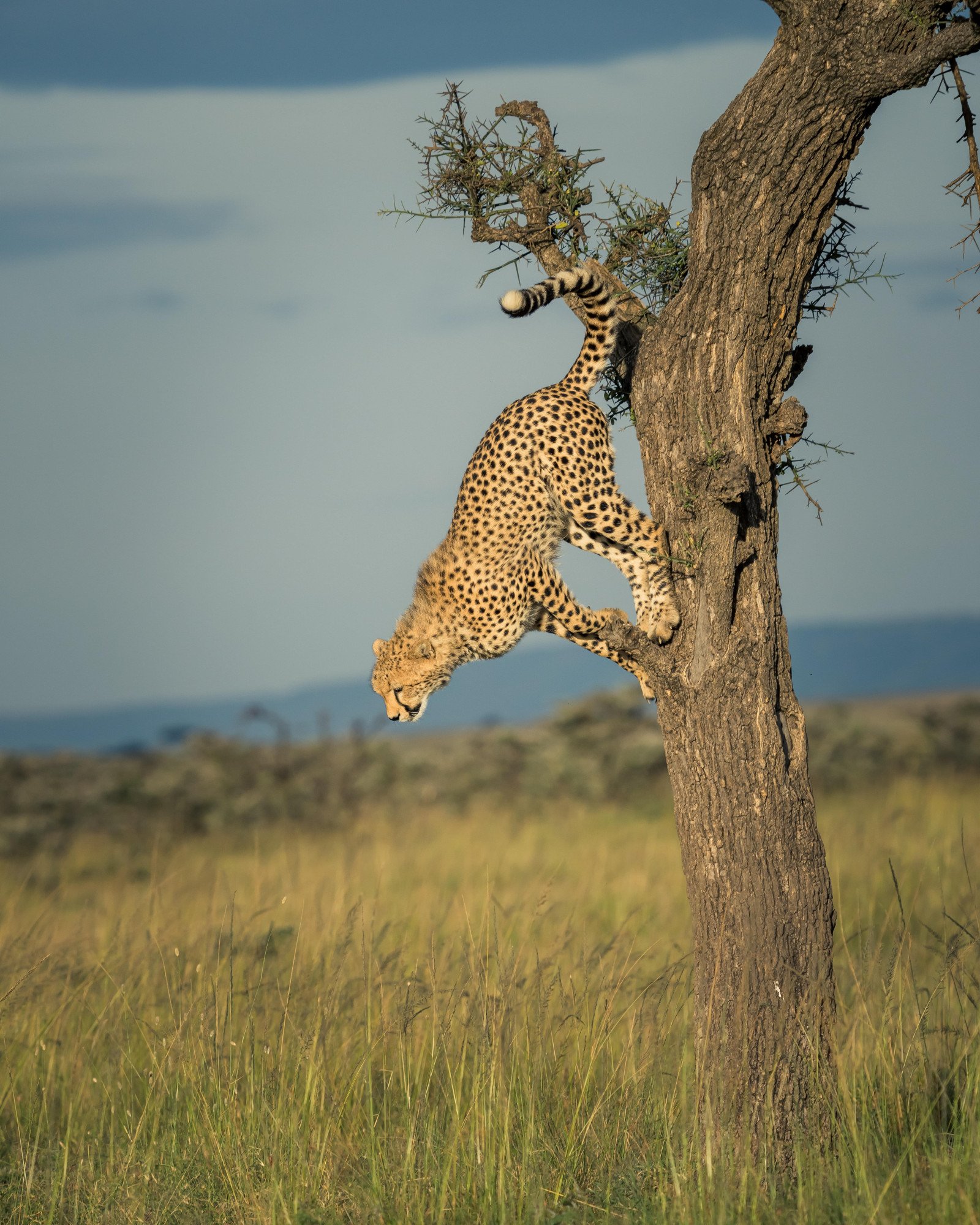 Masai Mara - Kenia - Cheetah