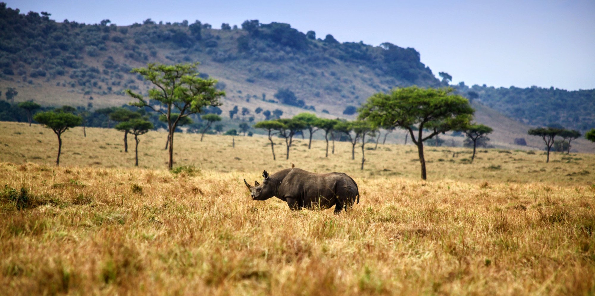 Masai Mara - Kenia - Neushoorn