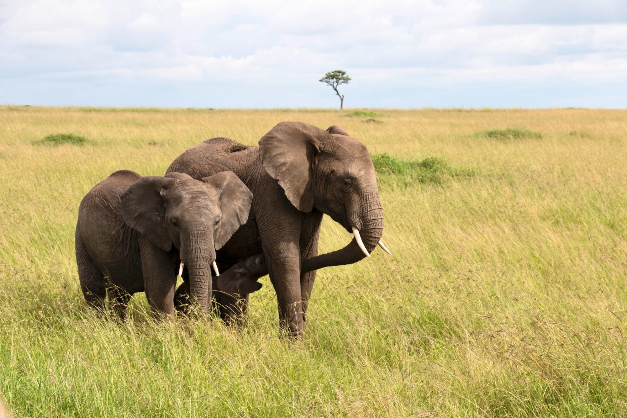 Kenia in de voetsporen van de olifant