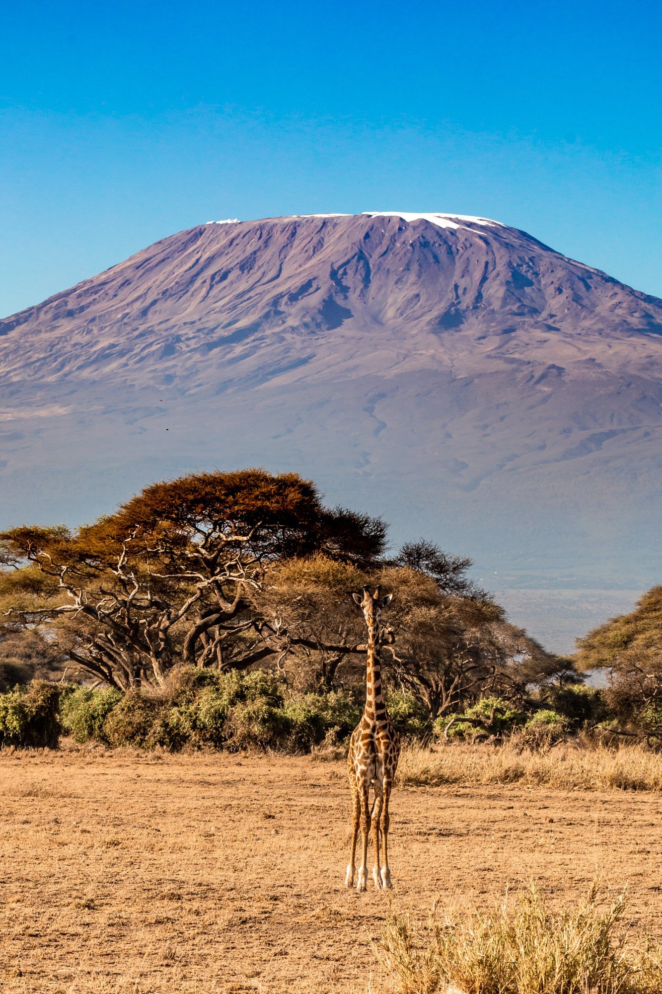 Kilimanjaro Kenia giraffe