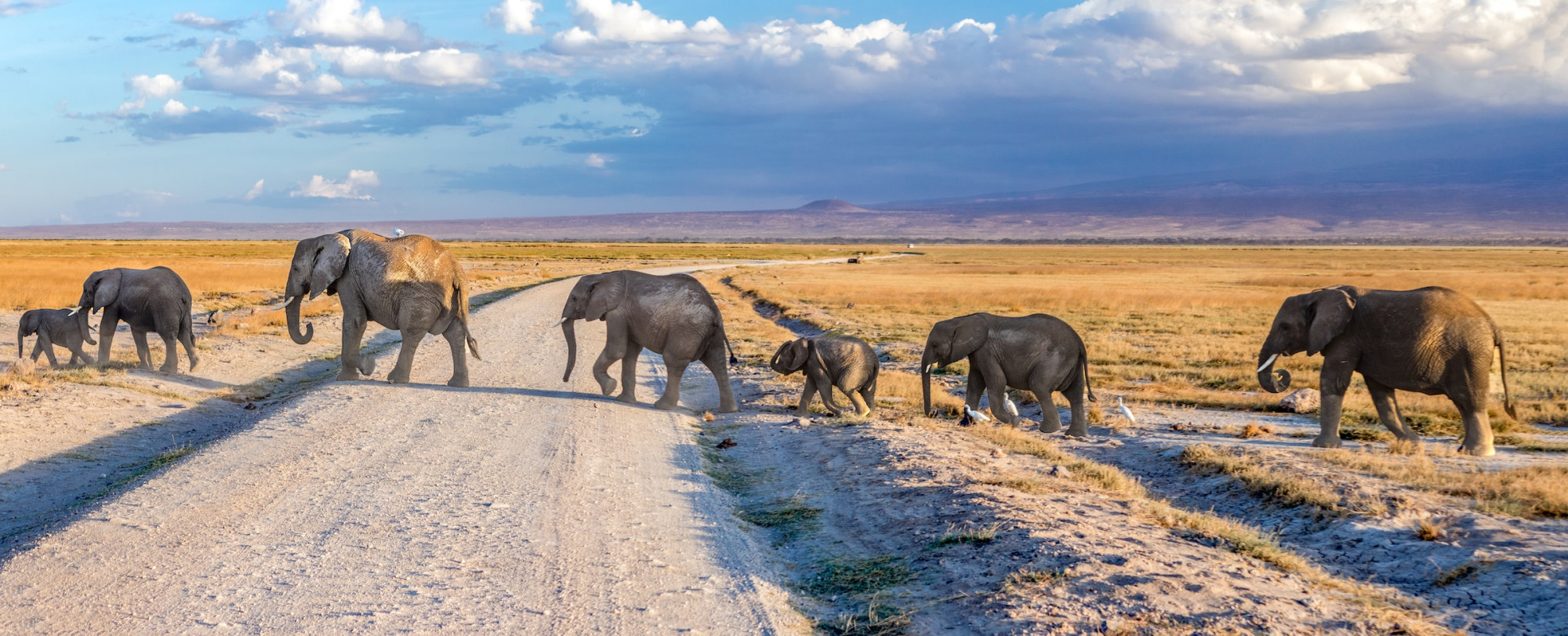 Amboseli, Kenya olifanten familie