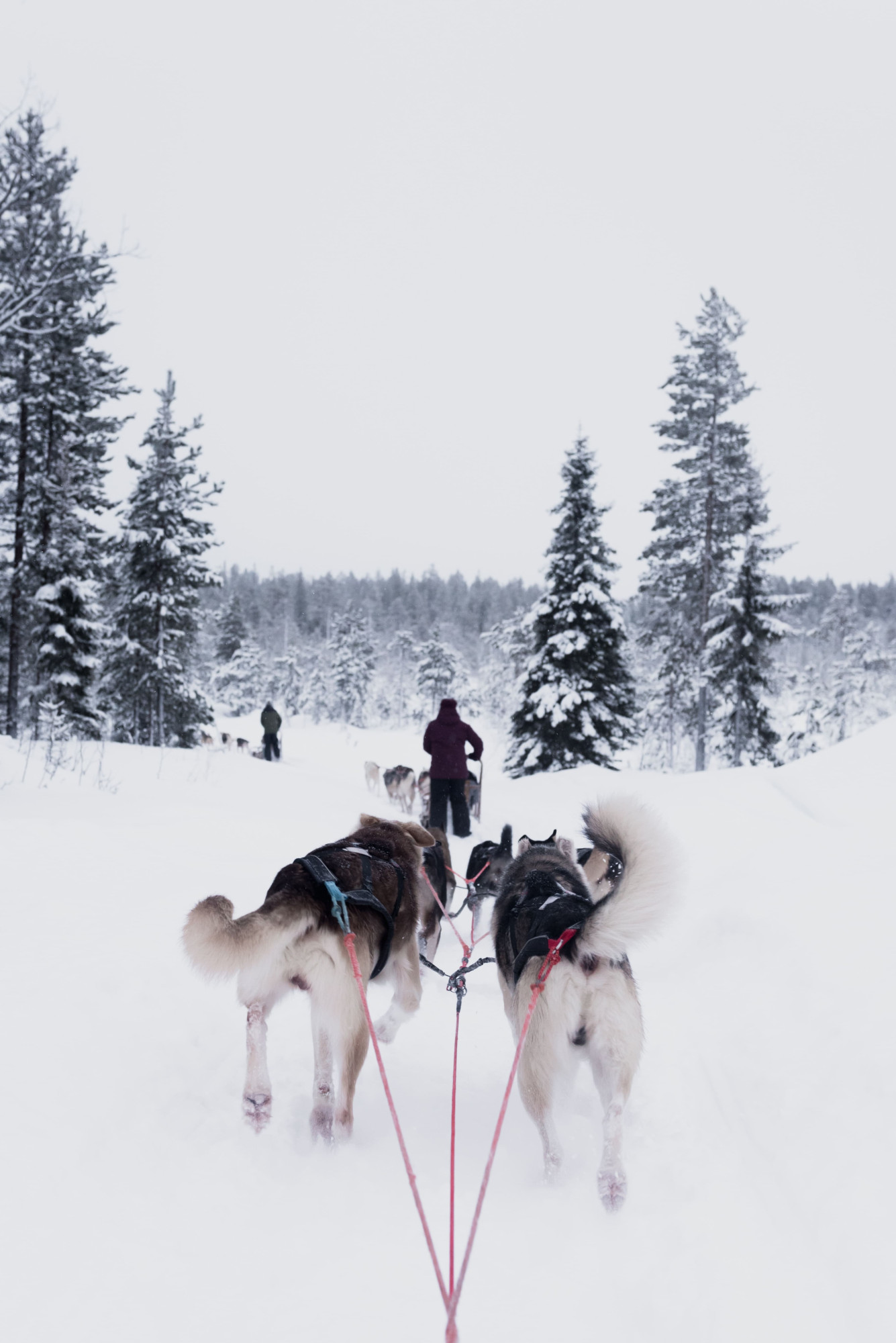 Lapland sneeuw husky's hondensleetocht