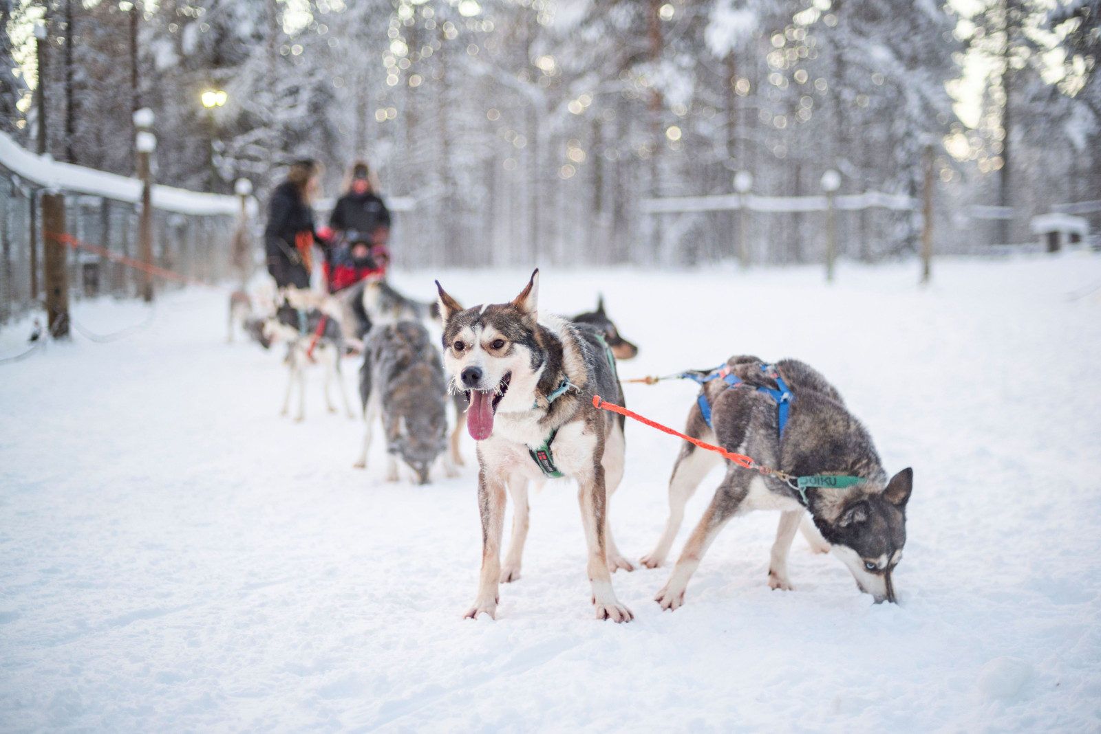 Lapland Finland husky