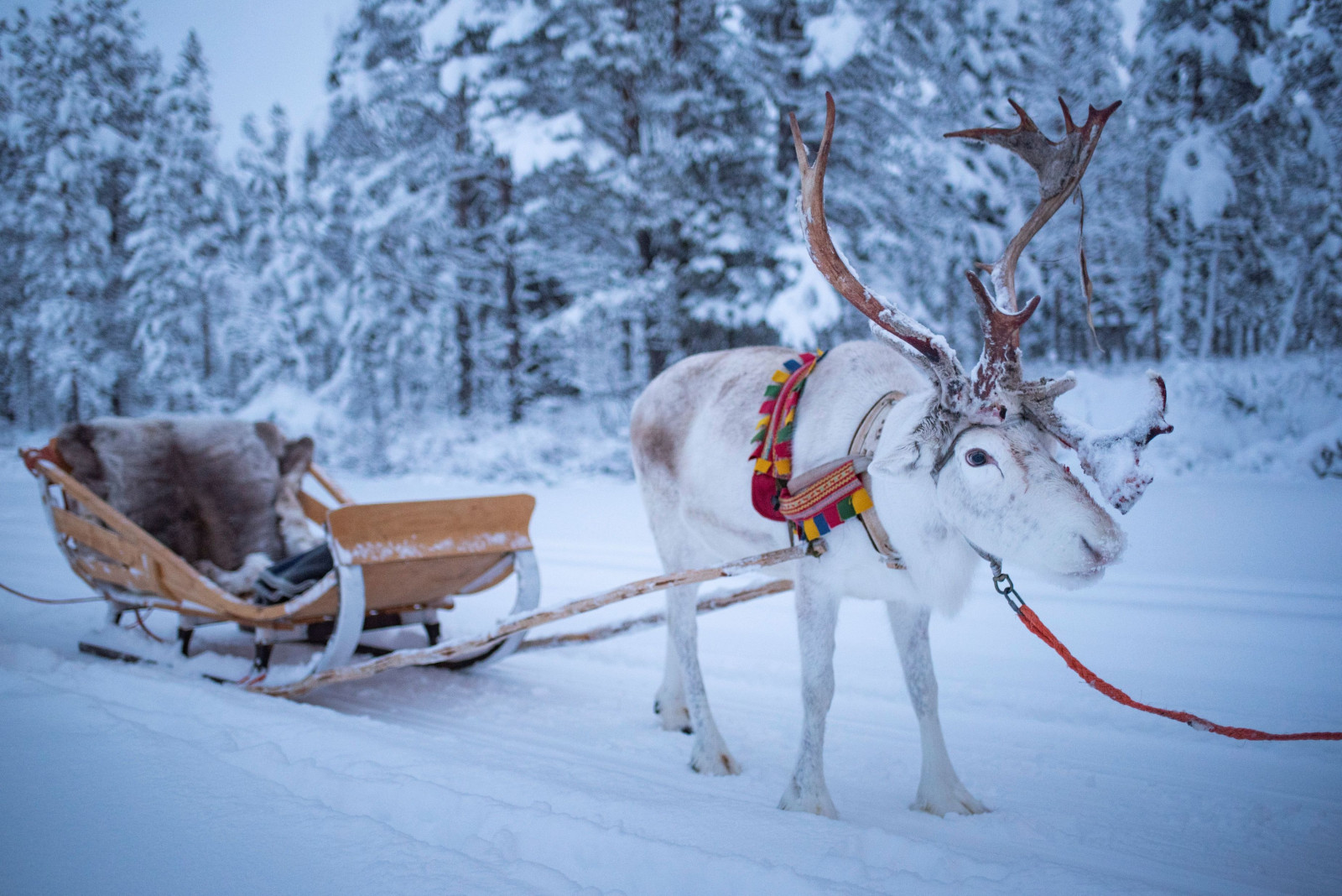 Lapland Finland rendier