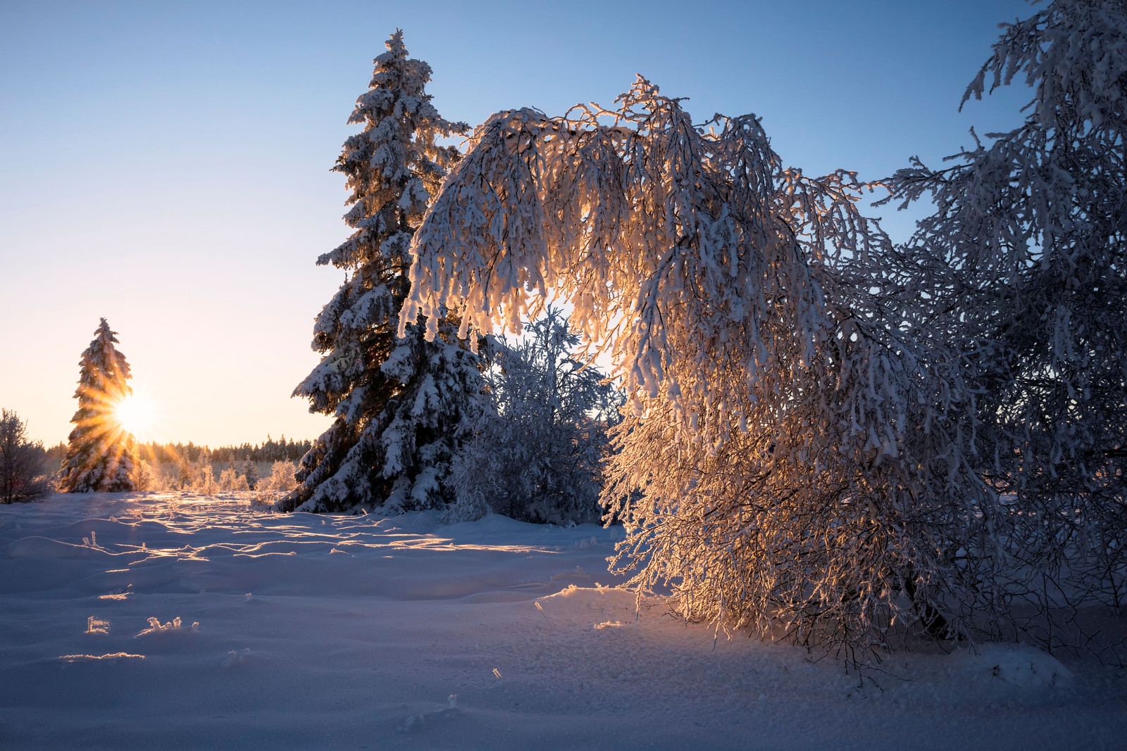 Lapland Finland besneeuwd landschap