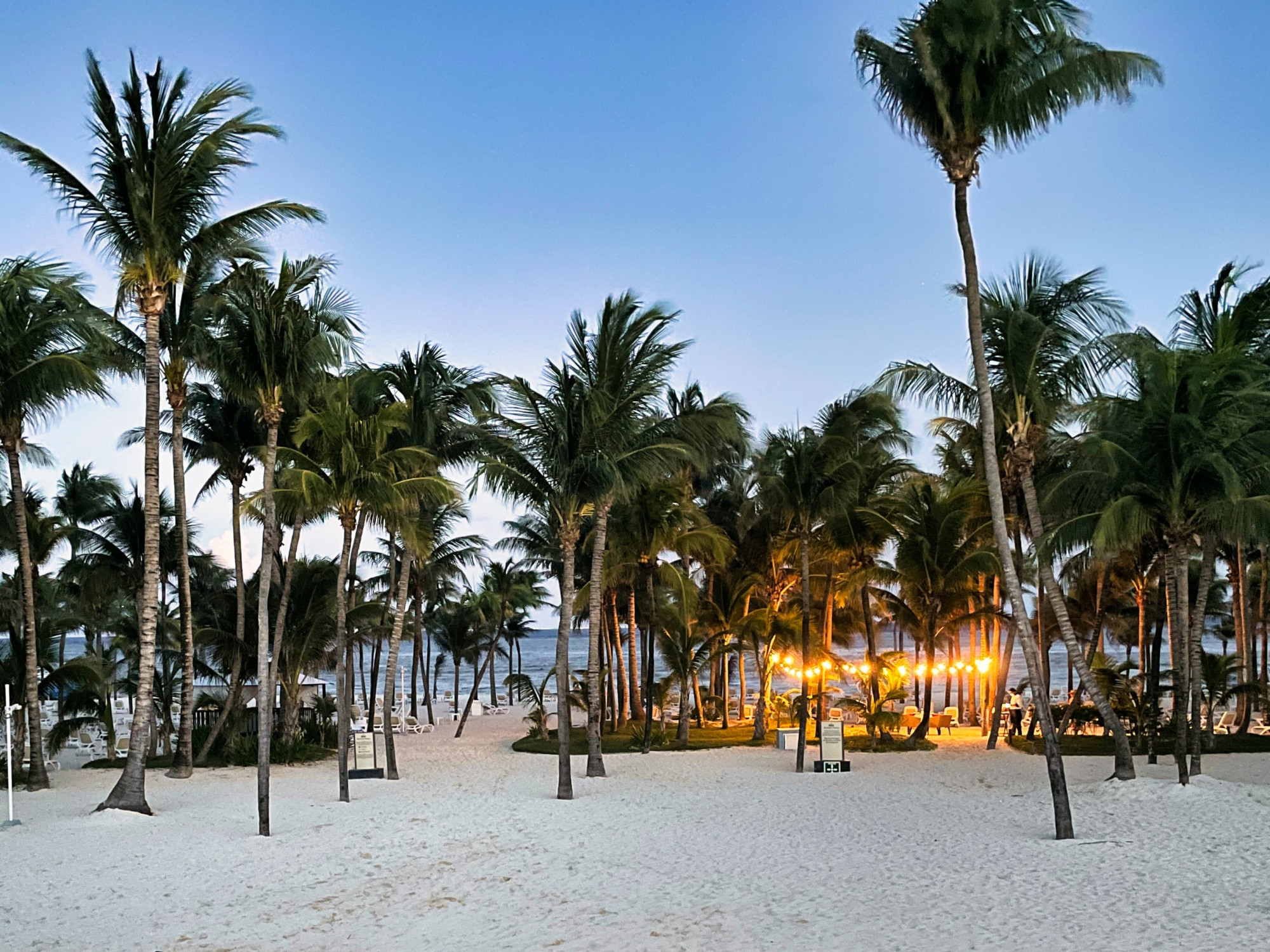 Mexico strand playa del carmen palmbomen