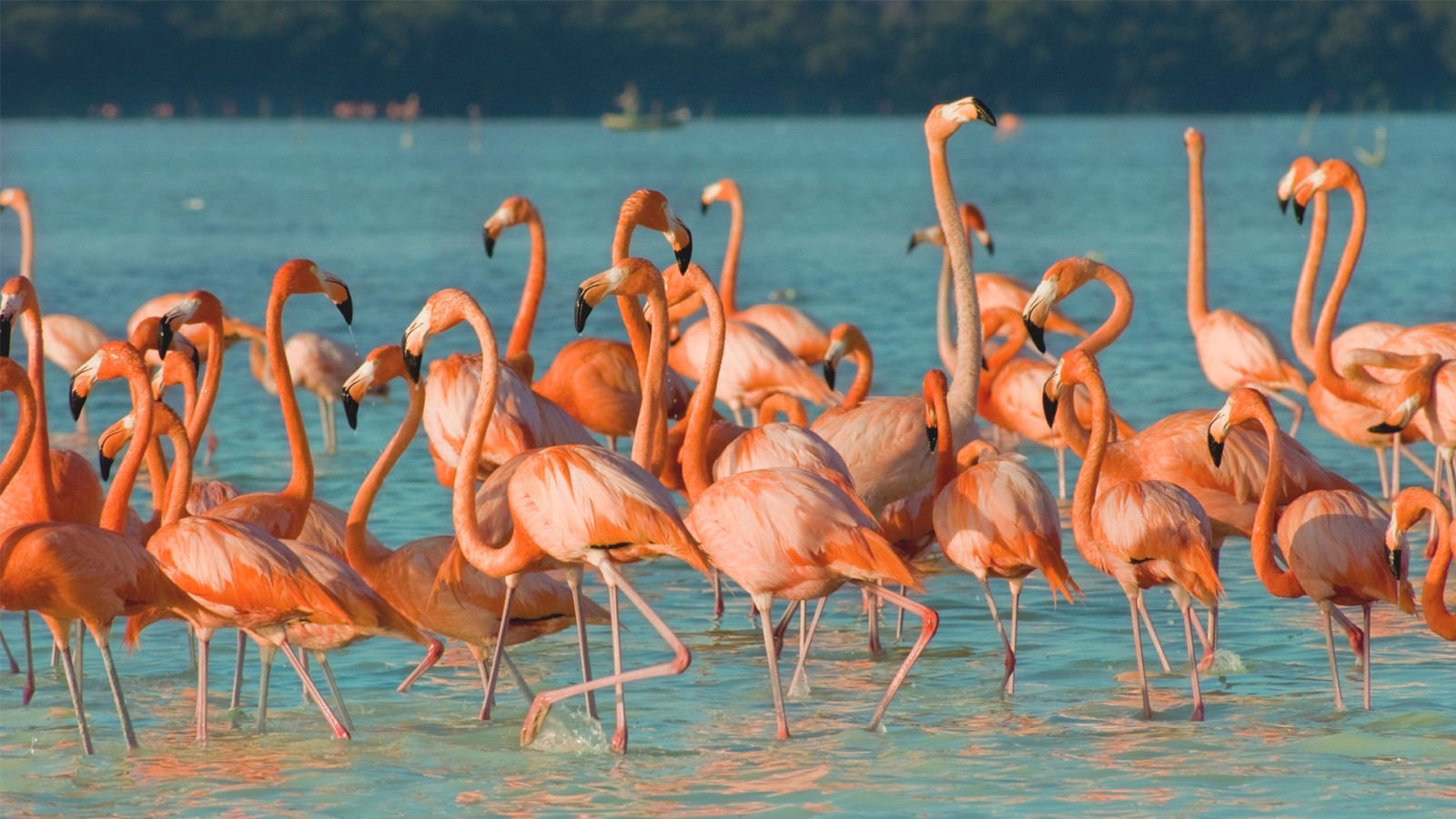 mexico flamingo's
