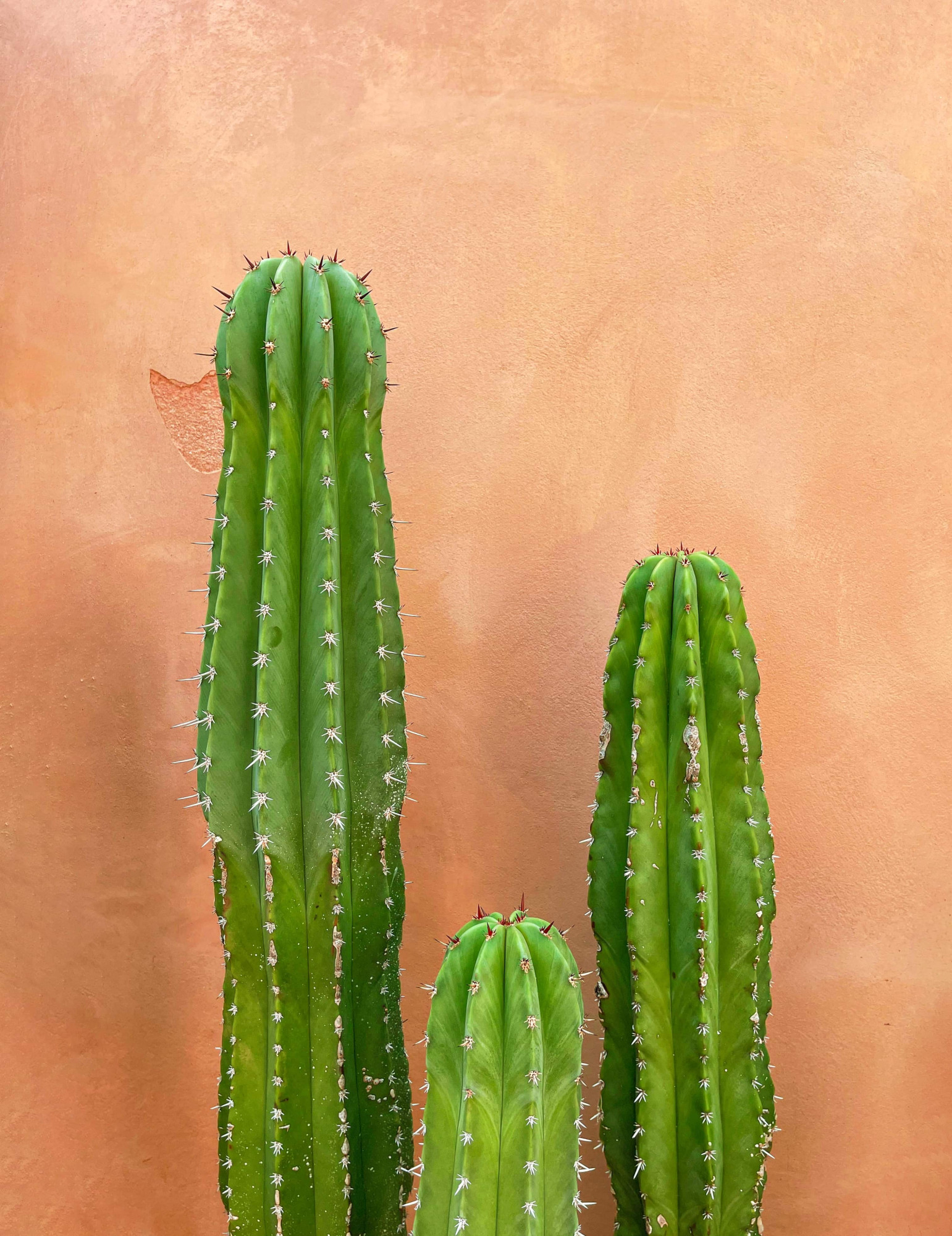 Mexico cactus