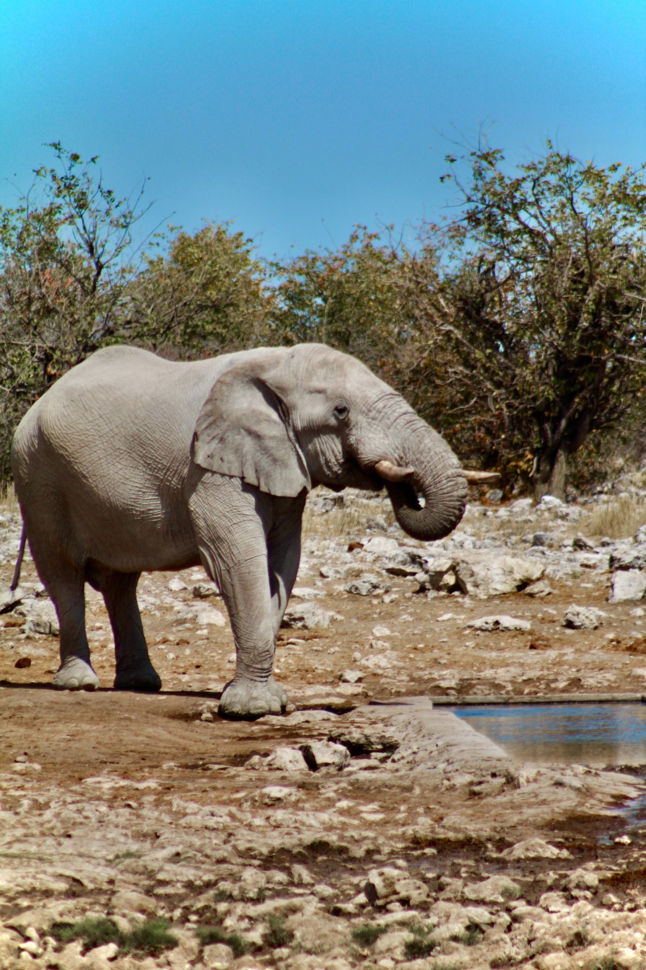 Namibië vallei olifant
