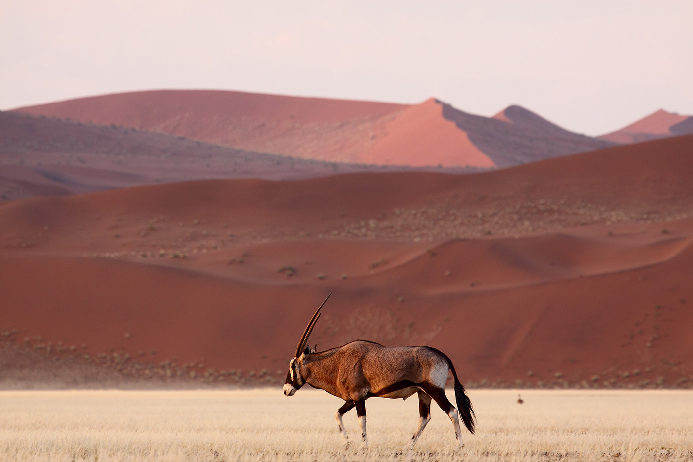 Het beste van Namibië Reis