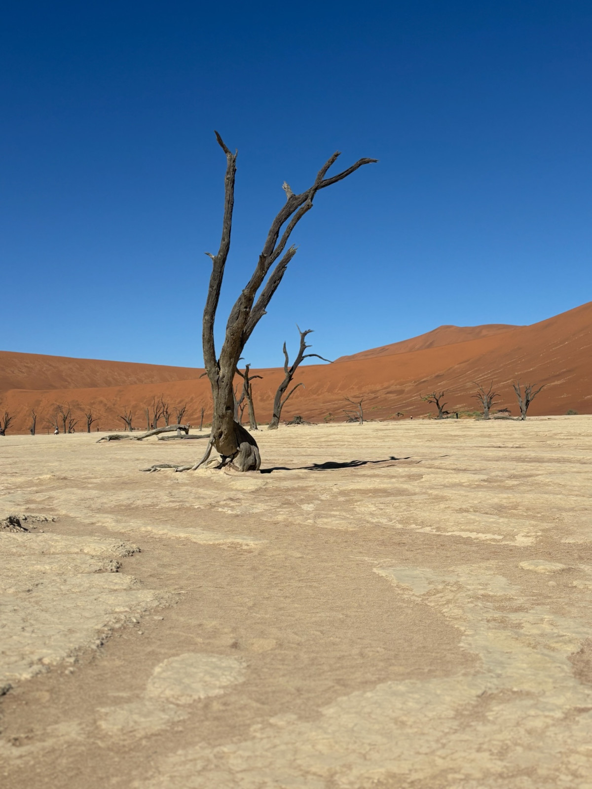 Kale boom in de Deadvlei, Namibië