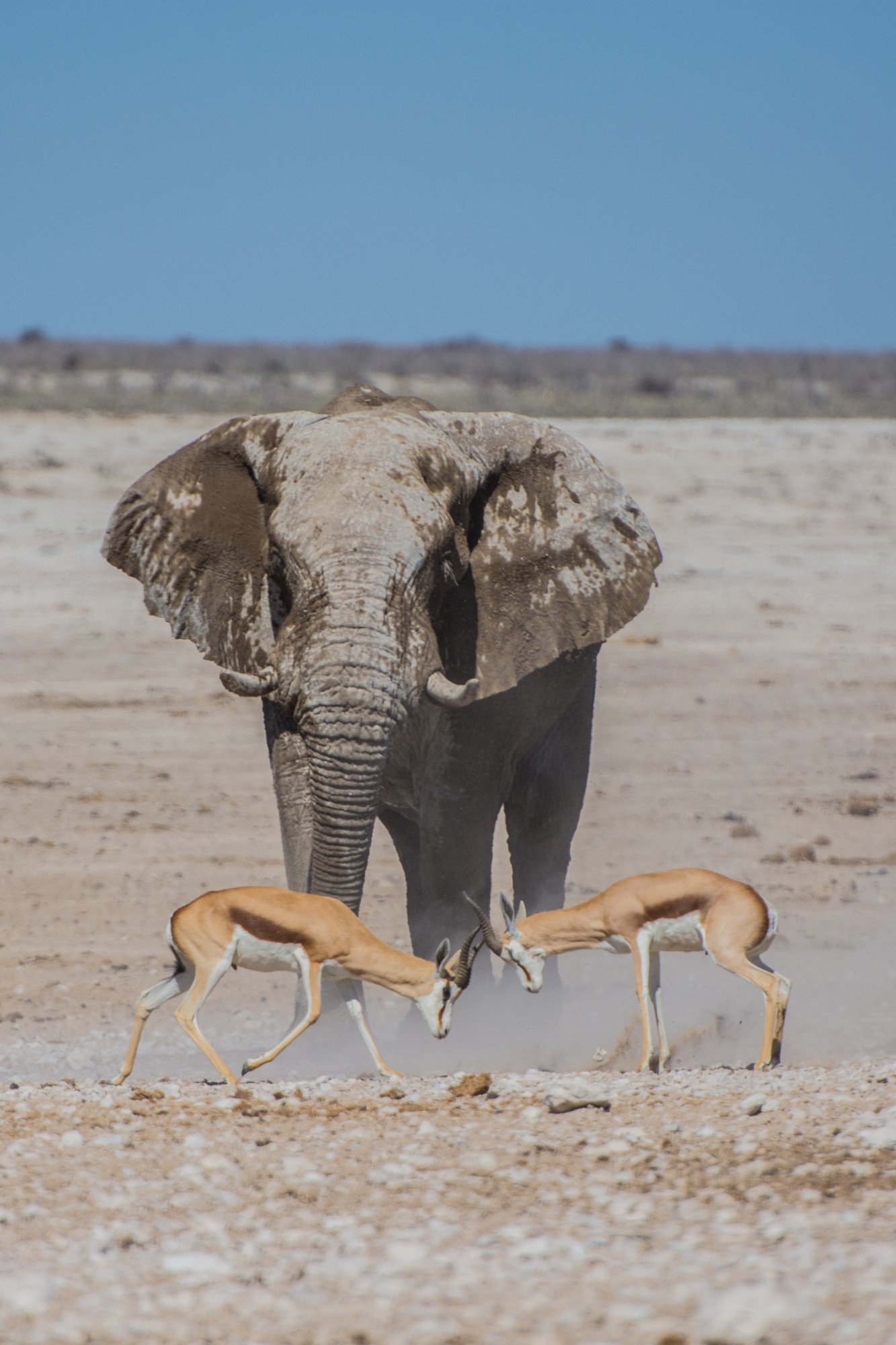 Namibië wilde dieren olifant
