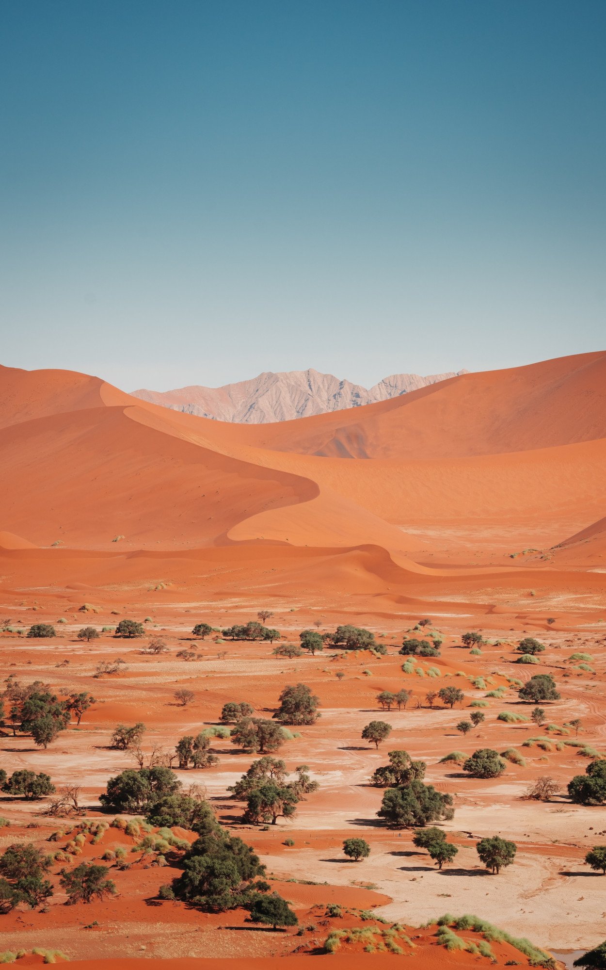 Namibië woestijn