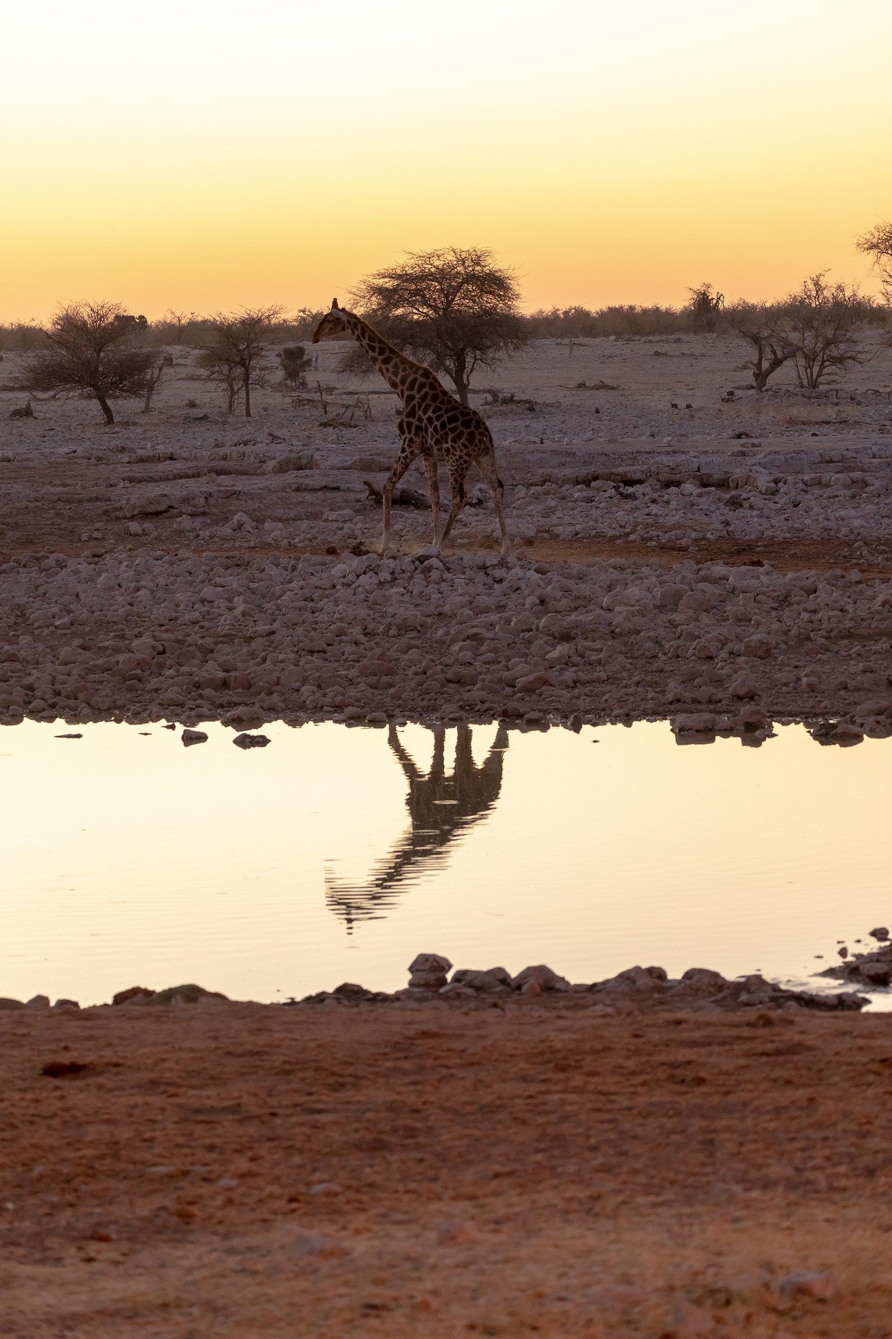 Giraffe zonsondergang weerspiegeling