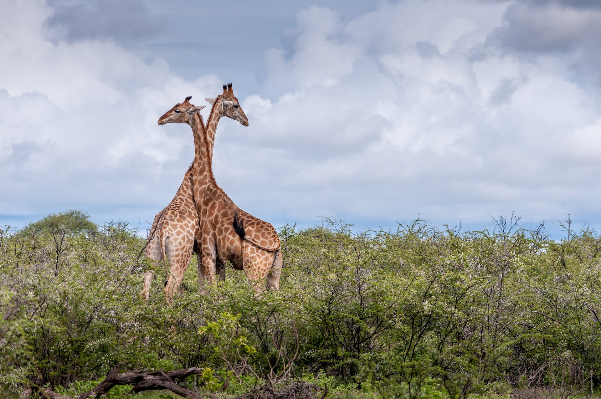 Namibië Giraffe