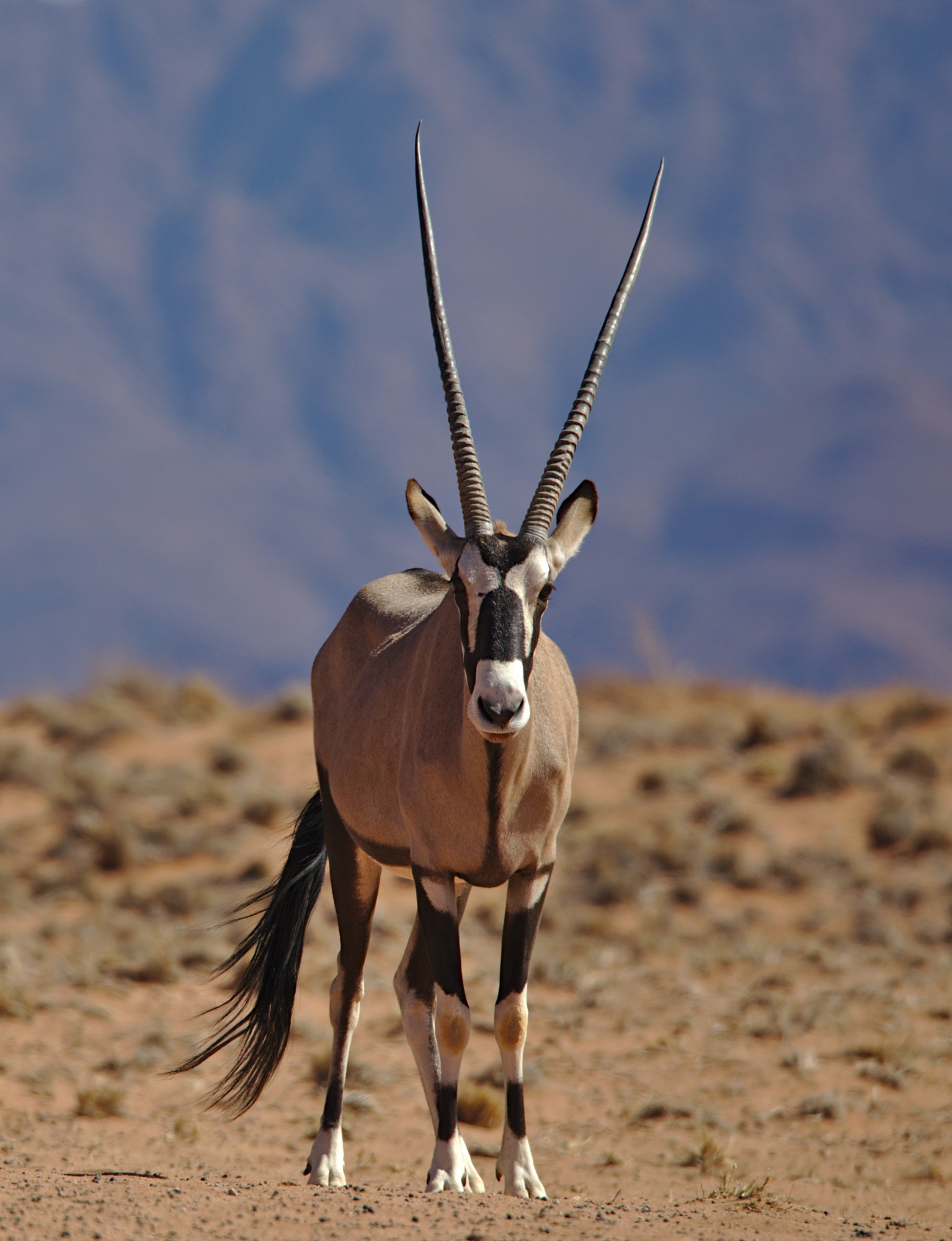 Sossusvlei, Namibia oryx