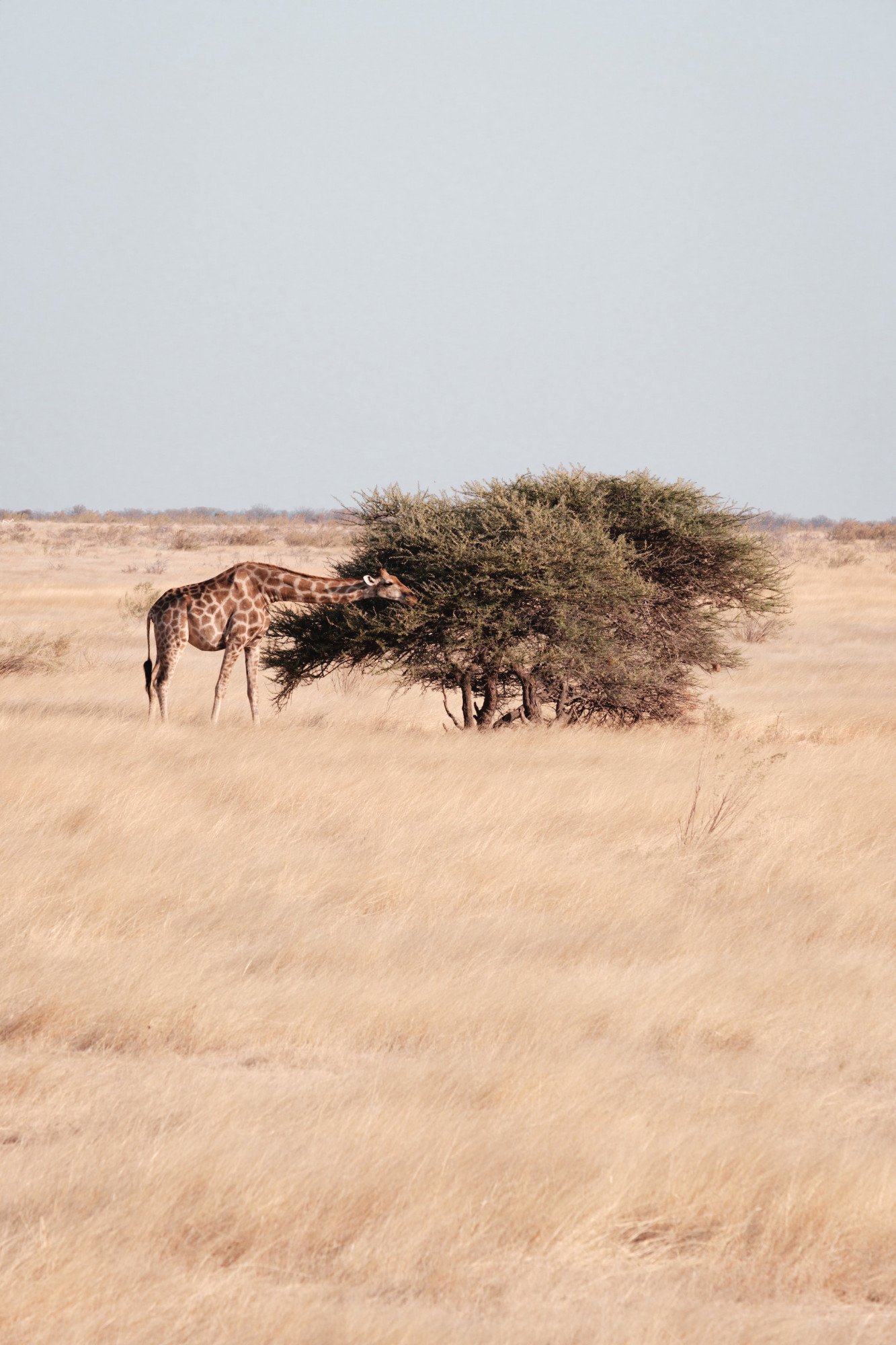 Namibië Giraffe