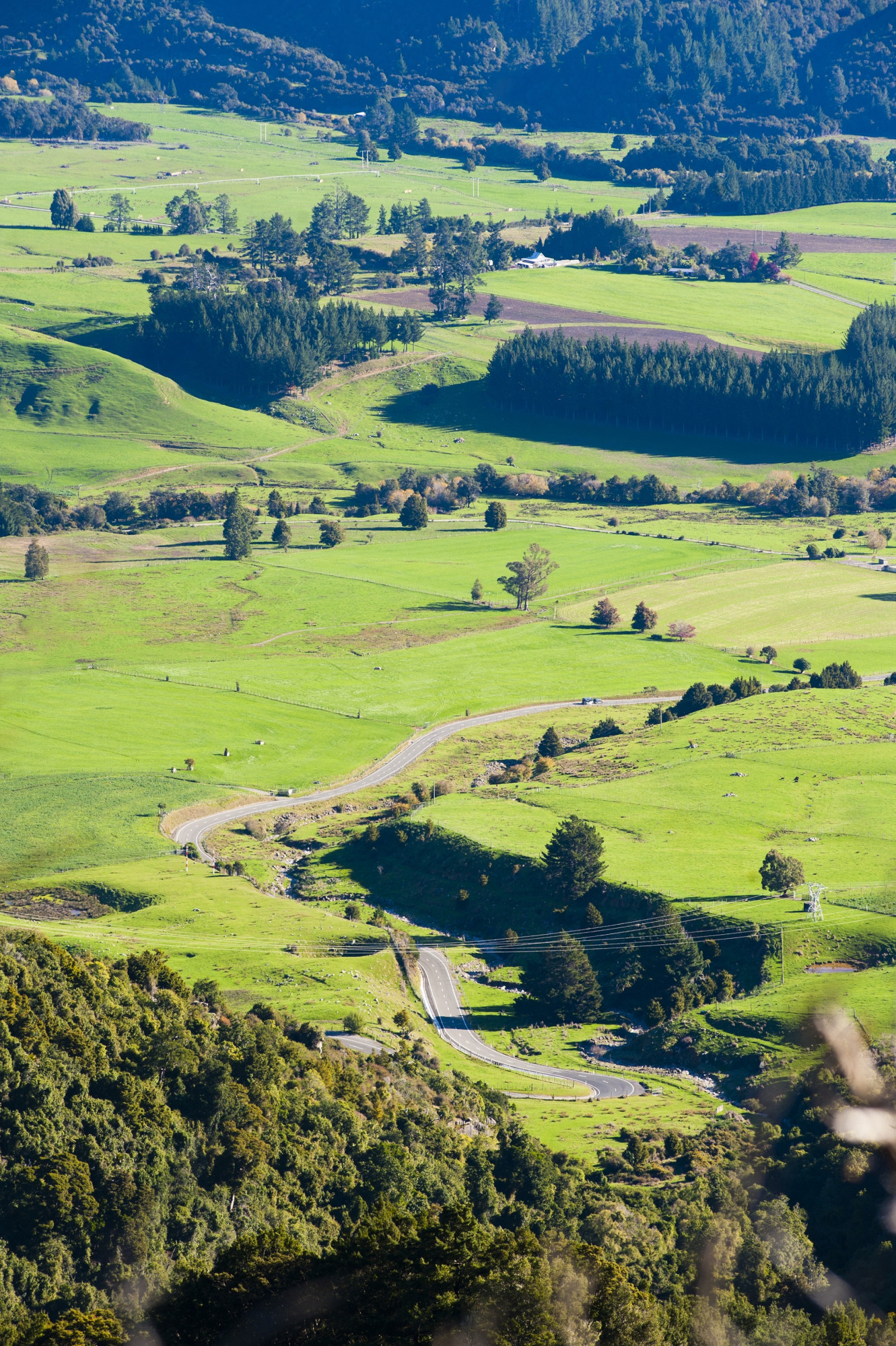 Nieuw-Zeeland Zuidereiland groene weilanden bomen platteland