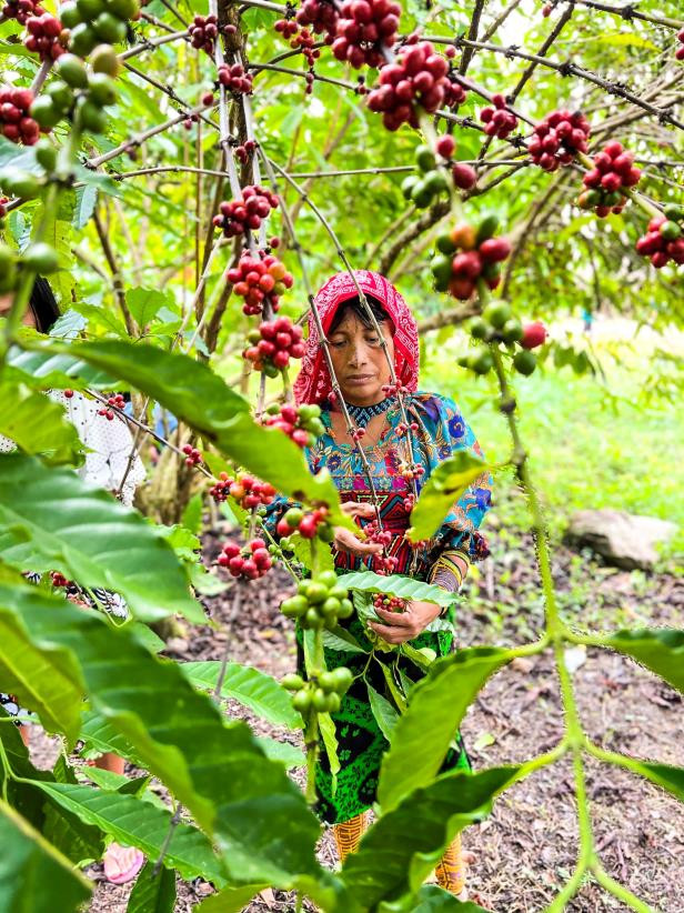 Panama koffieplantage