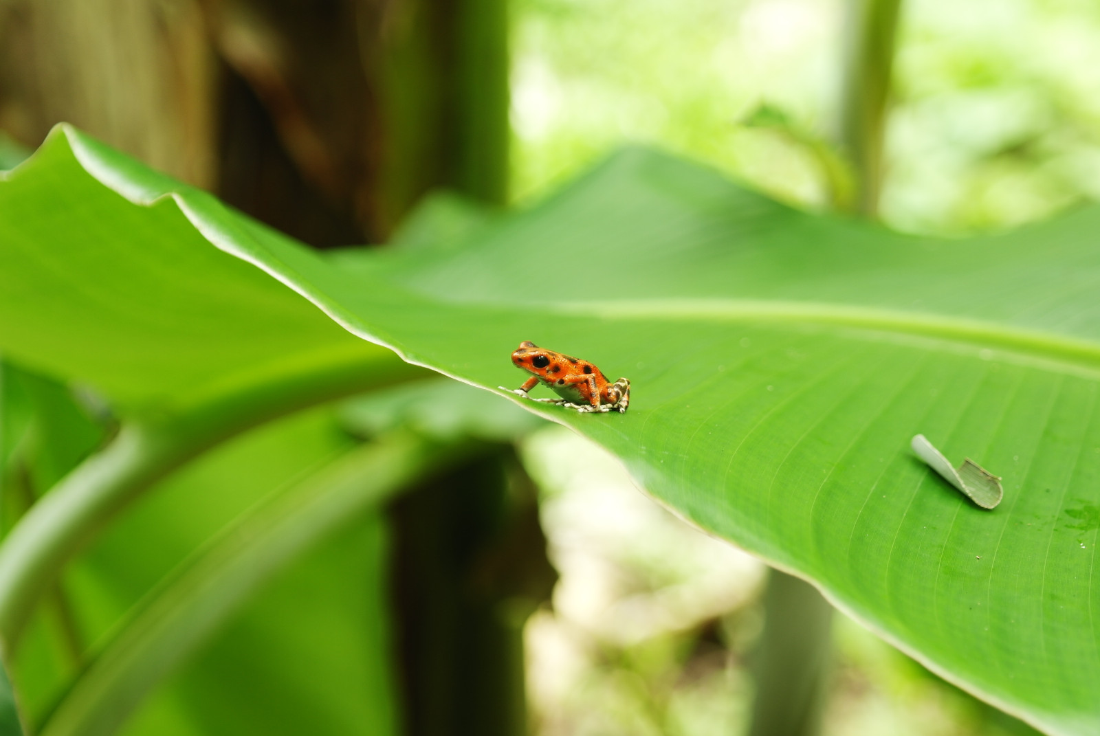 Panana natuur kikker