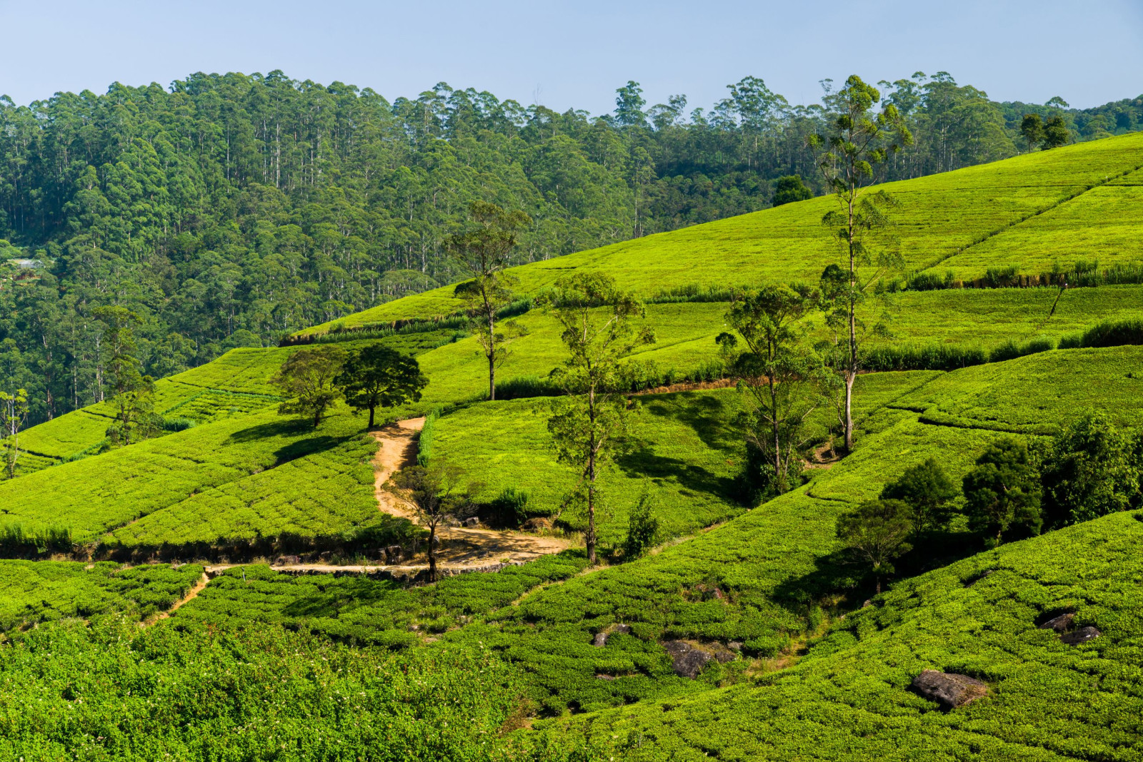 Sri Lanka theeplantage