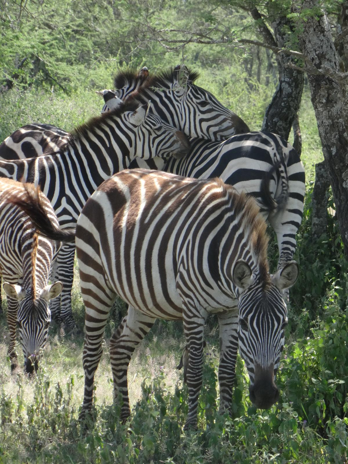 Tanzania zebra's