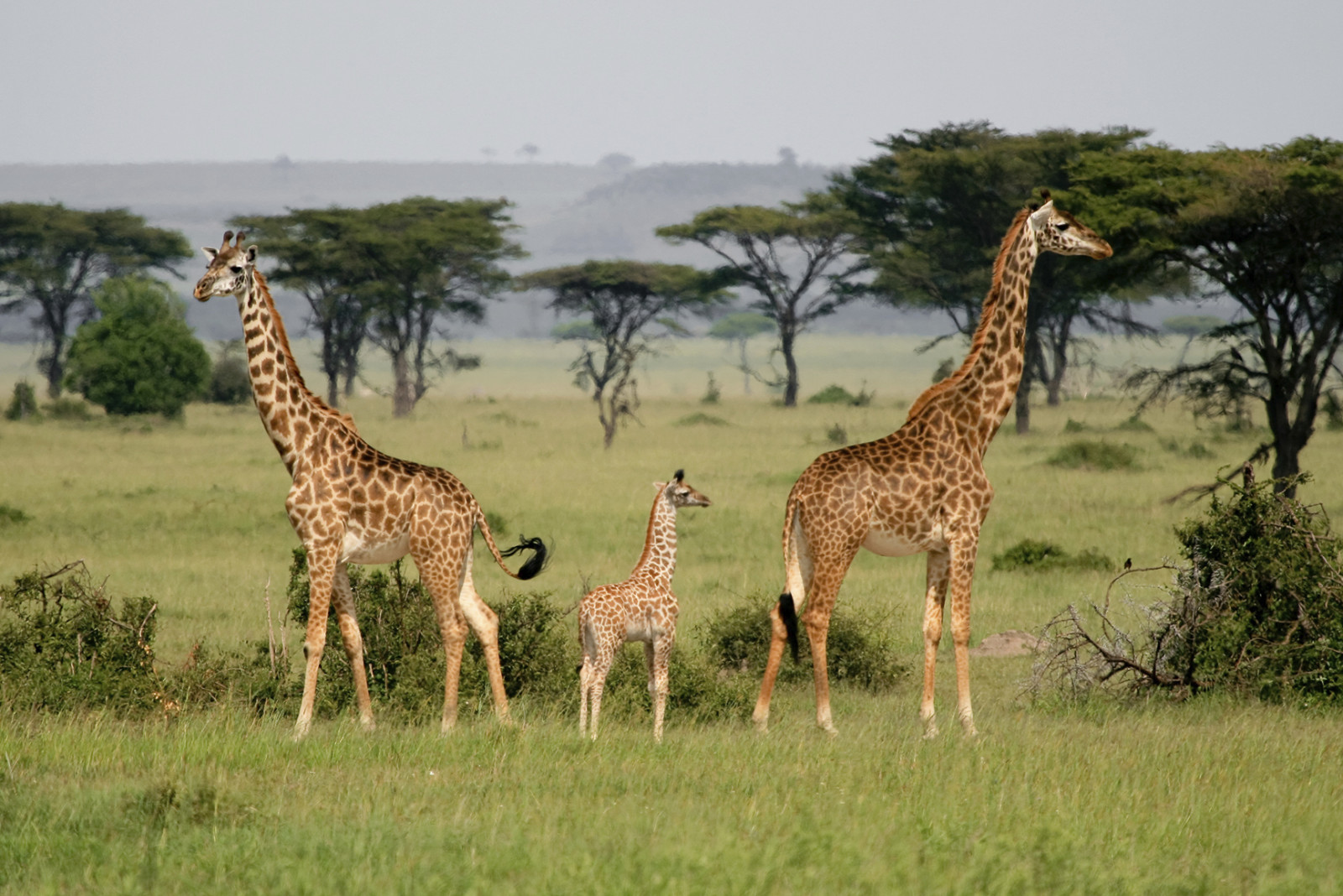 Tanzania Serengeti giraf