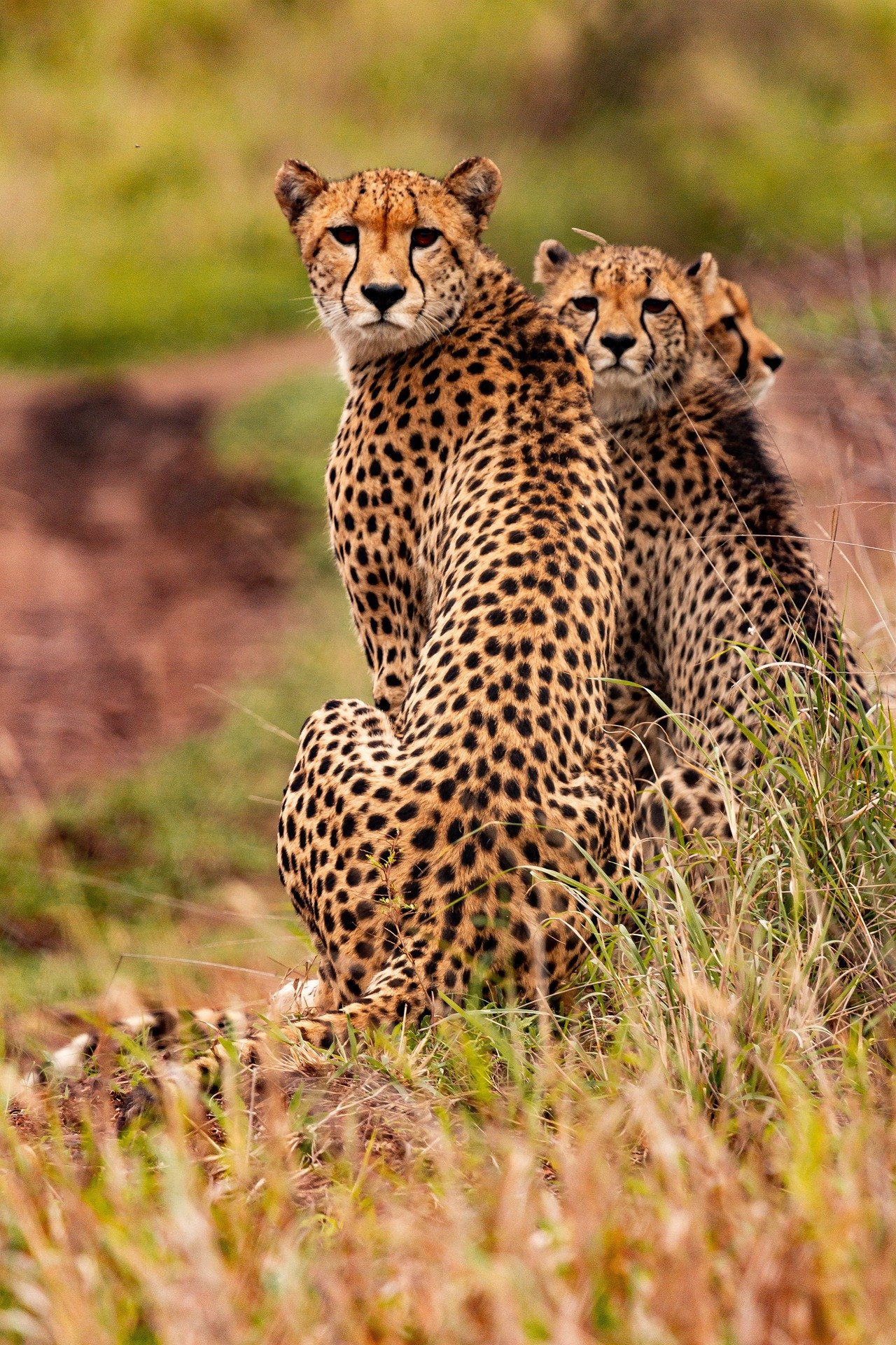 Kenia Tanzania cheeta's