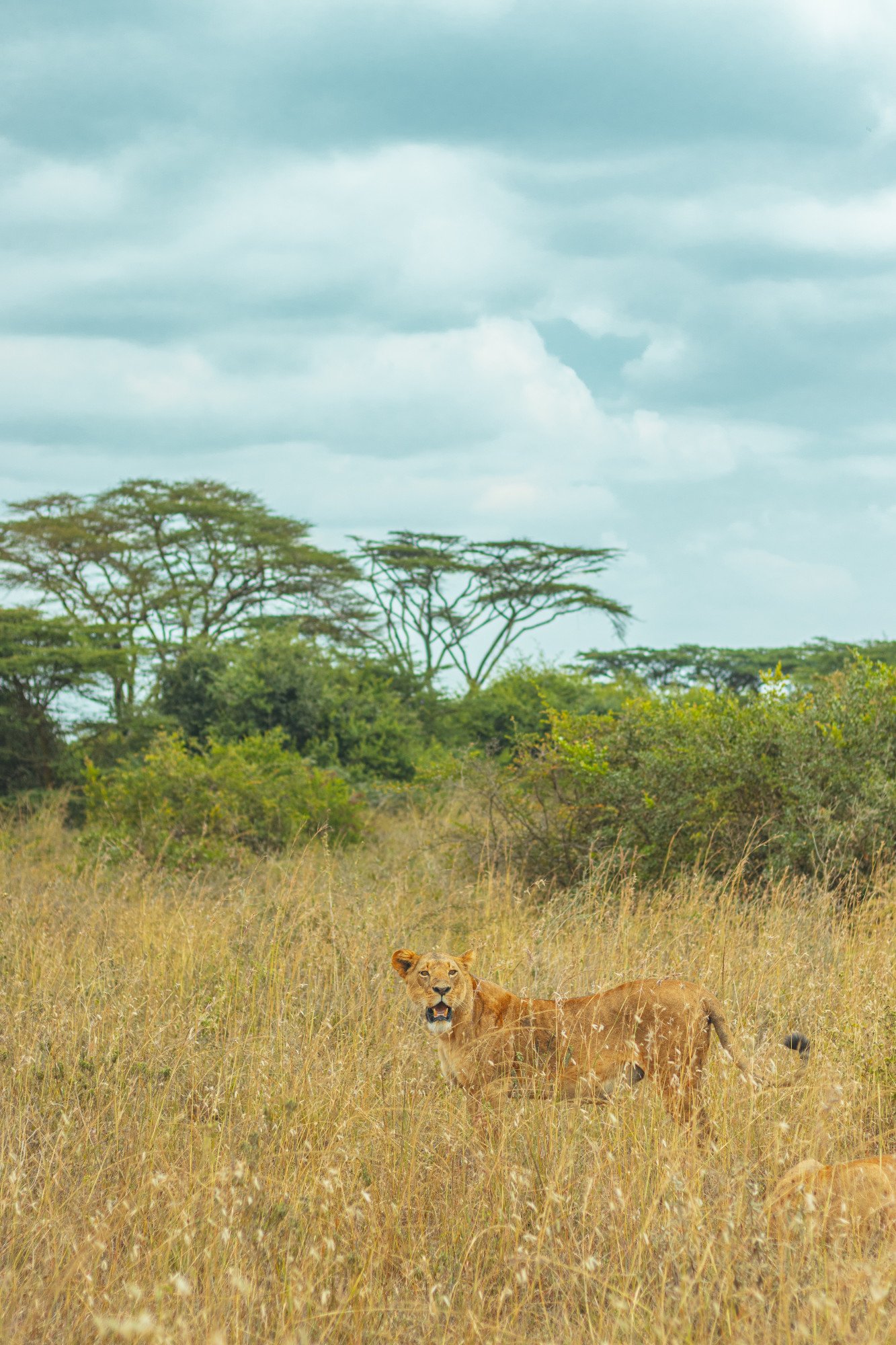 Kenia Tanzania tijger natuur