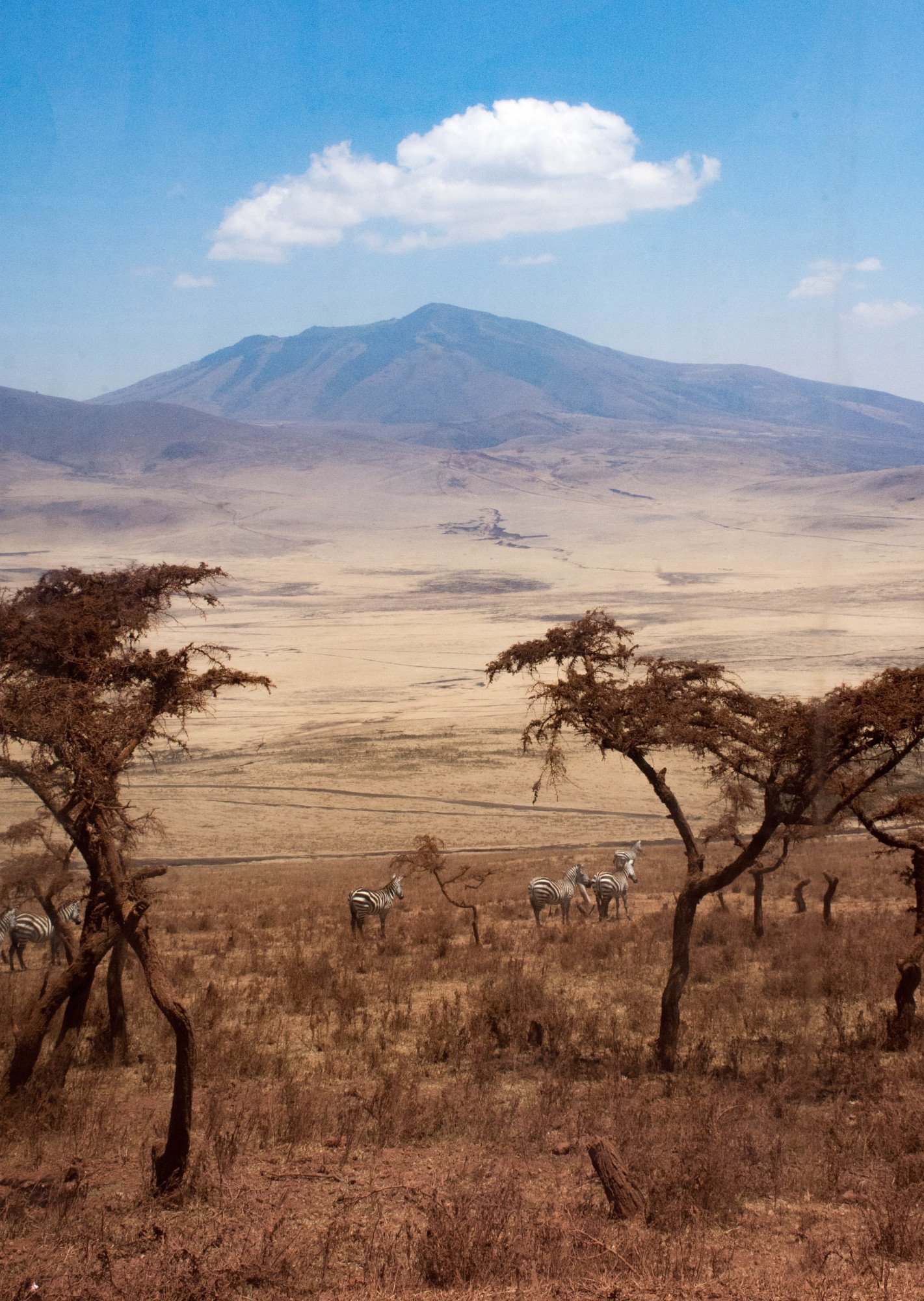 Uitgestrekte vlakte in Tanzania met zebra's