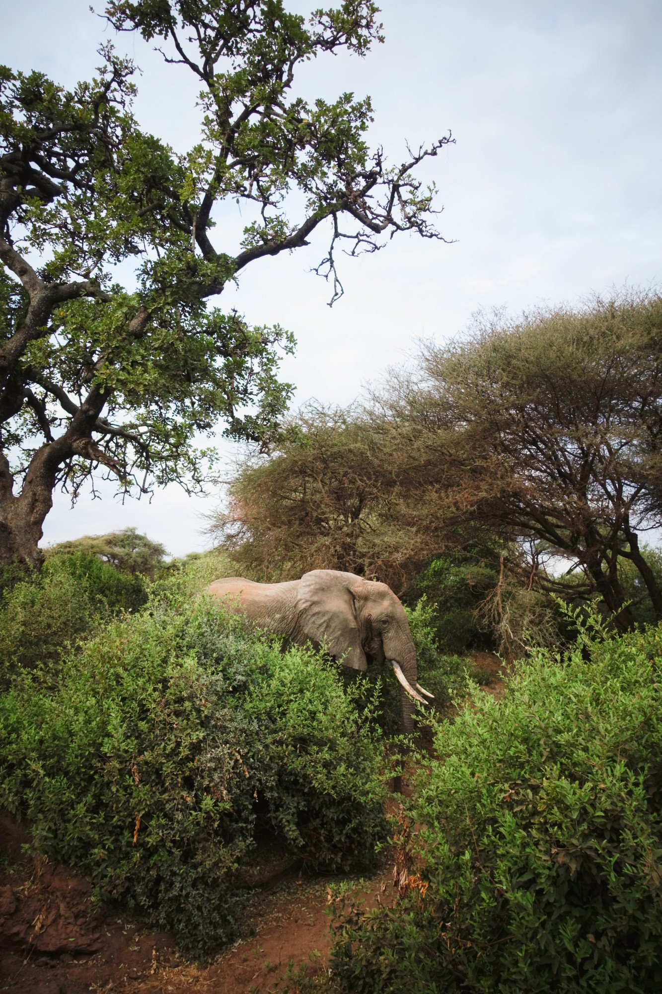 Olifant in de natuur in Tanzania